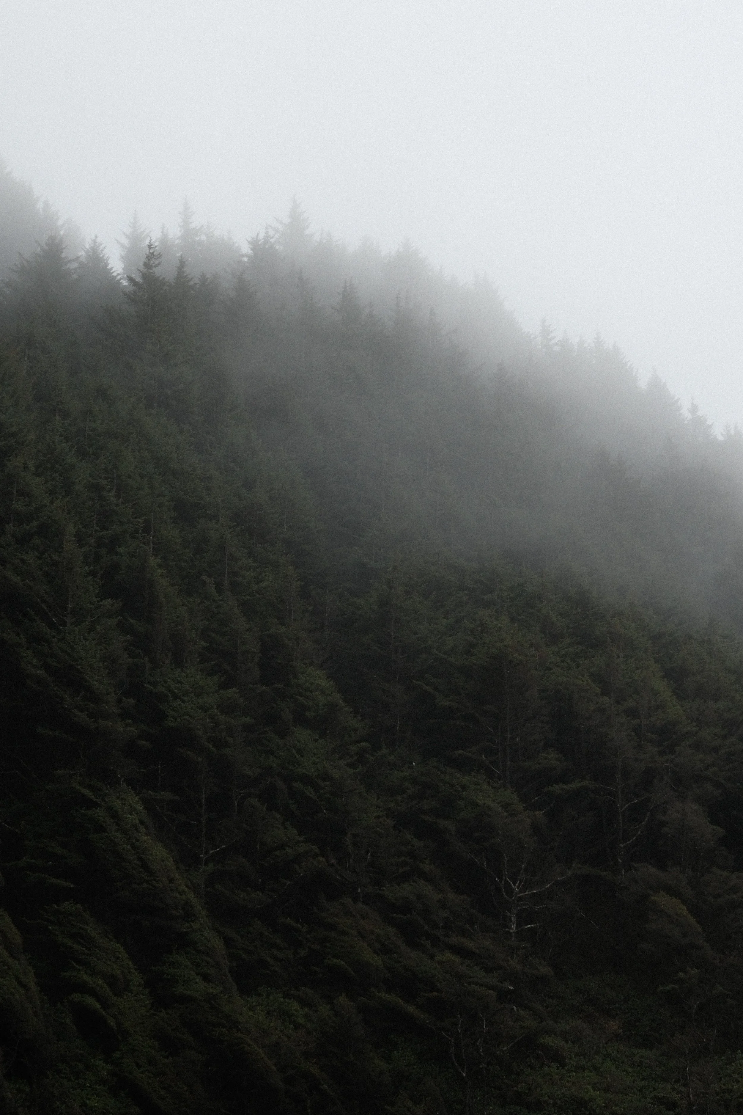 A foggy forest with tall evergreen trees on a hillside, shrouded in mist.