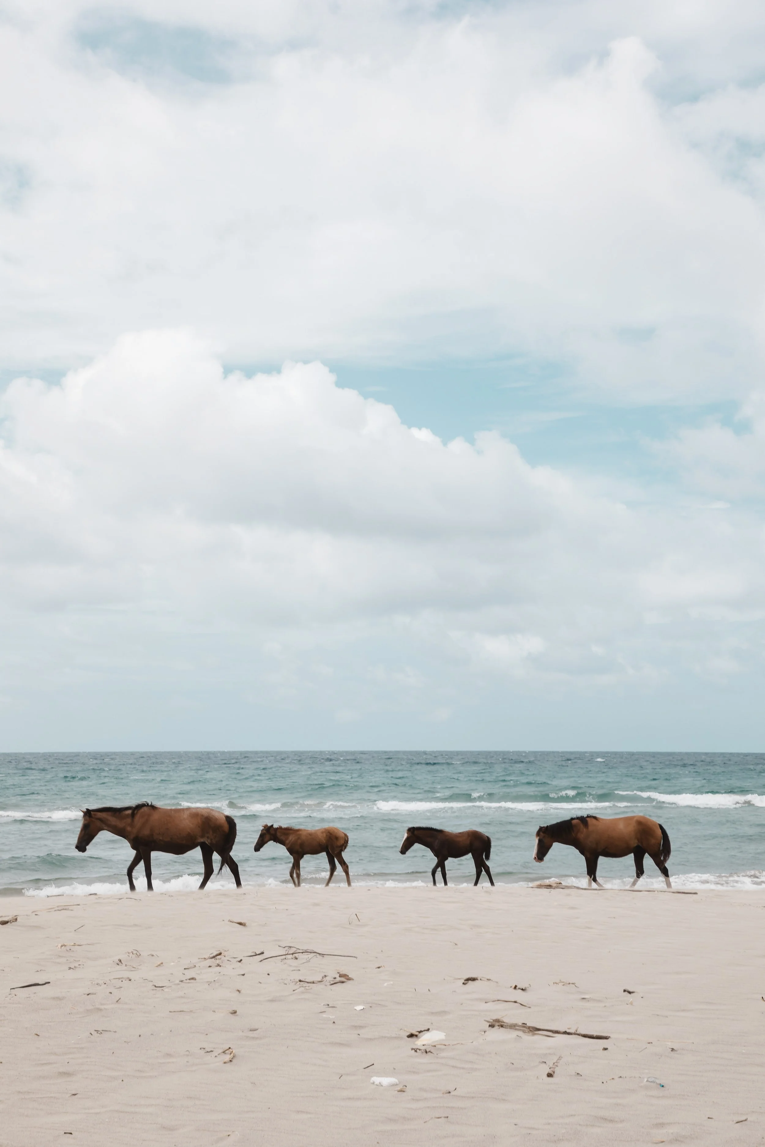 Horses walking along the shoreline of a beach with the ocean and cloudy sky in the background.