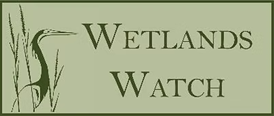 Logo for Wetlands Watch featuring stylized marsh grasses and a heron, with the text 'Wetlands Watch' in green on a light green background.
