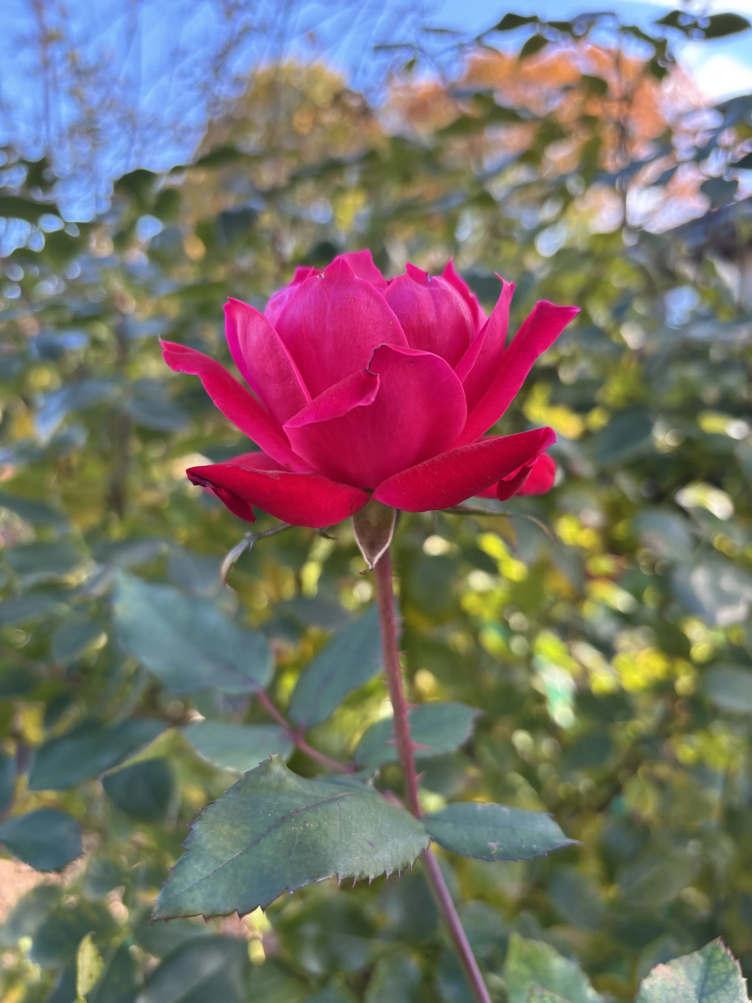 IMG_9056.jpeg