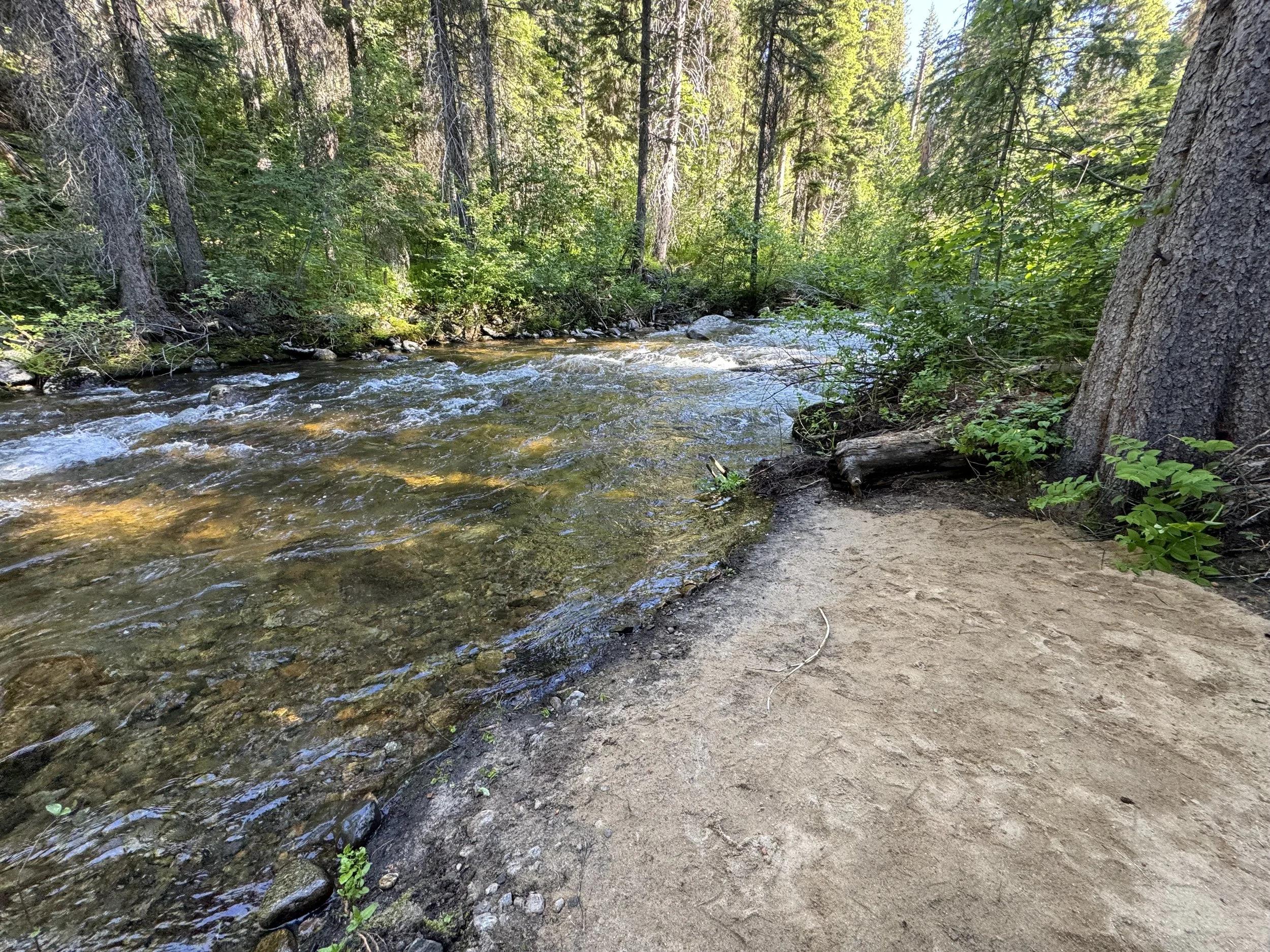 Goose Creek is more of a river than a creek. You can see river otters and beavers at times. Brookys and Rainbow trout abound.