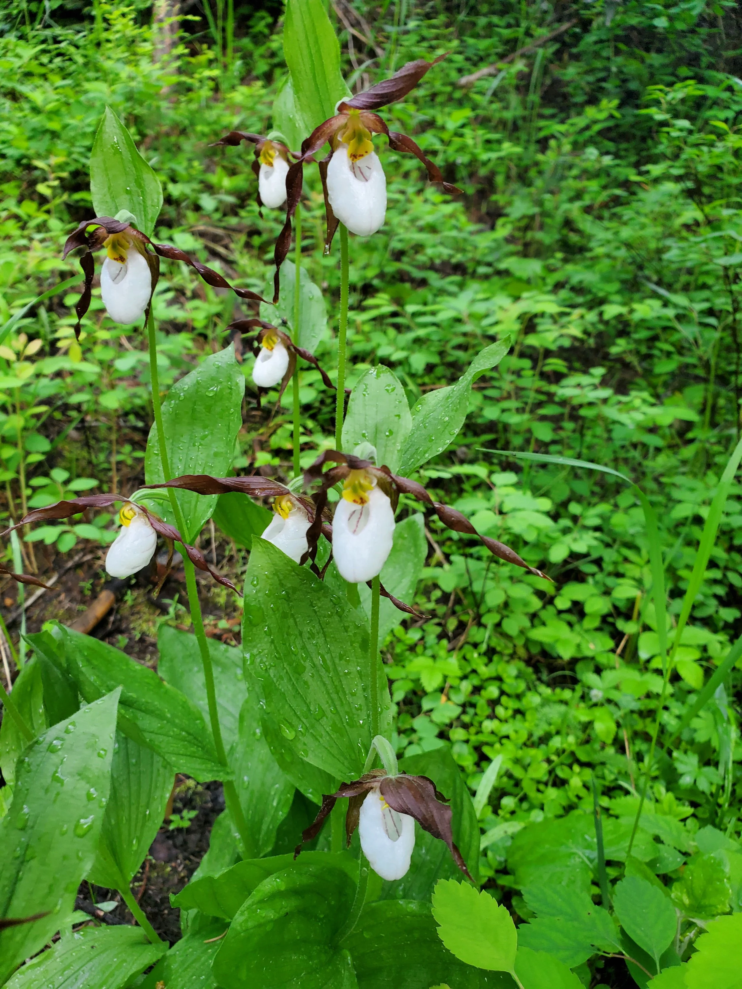 Mountain Lady Slipper orchids thrive along the river.