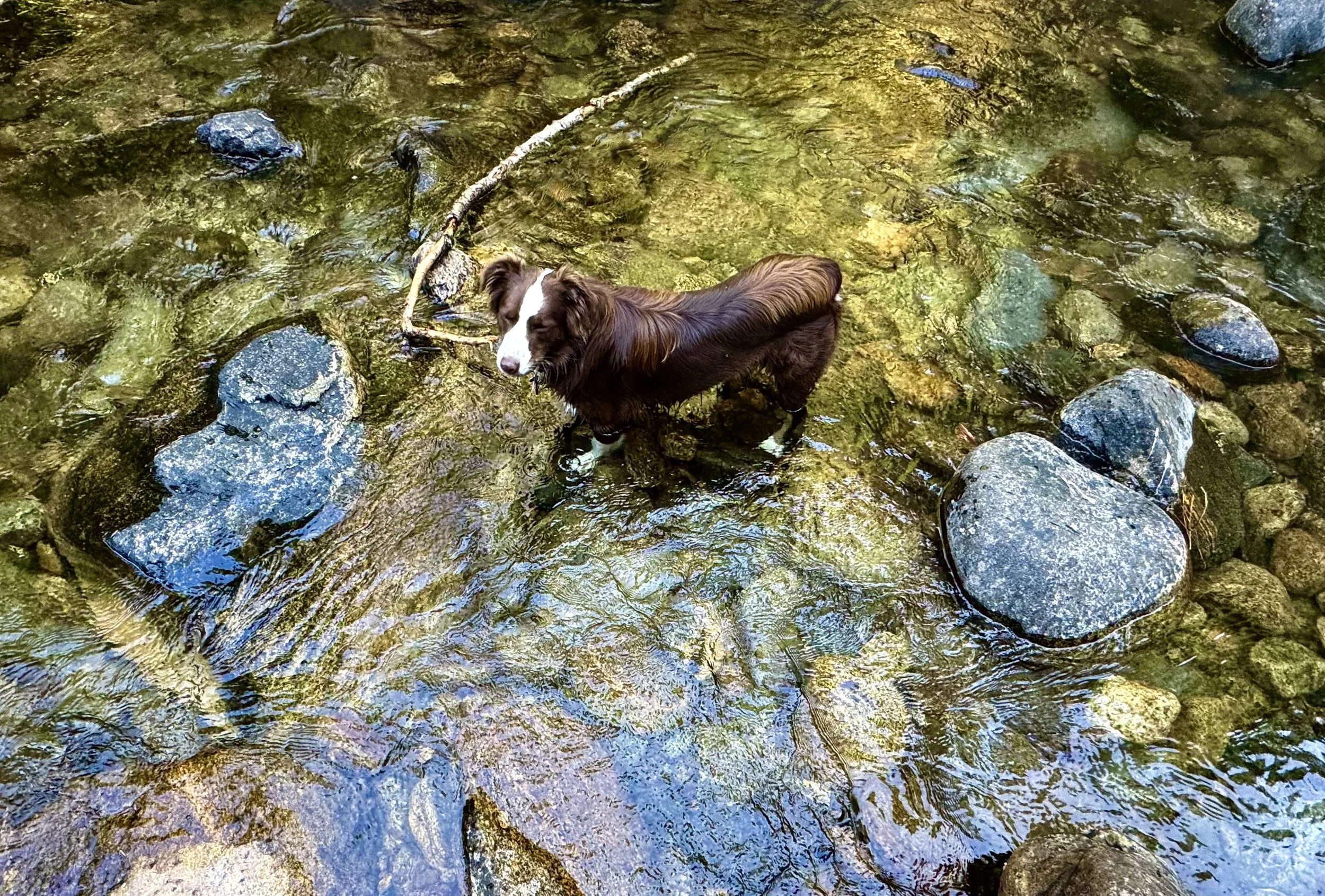 Rumi the dog taking a swim.