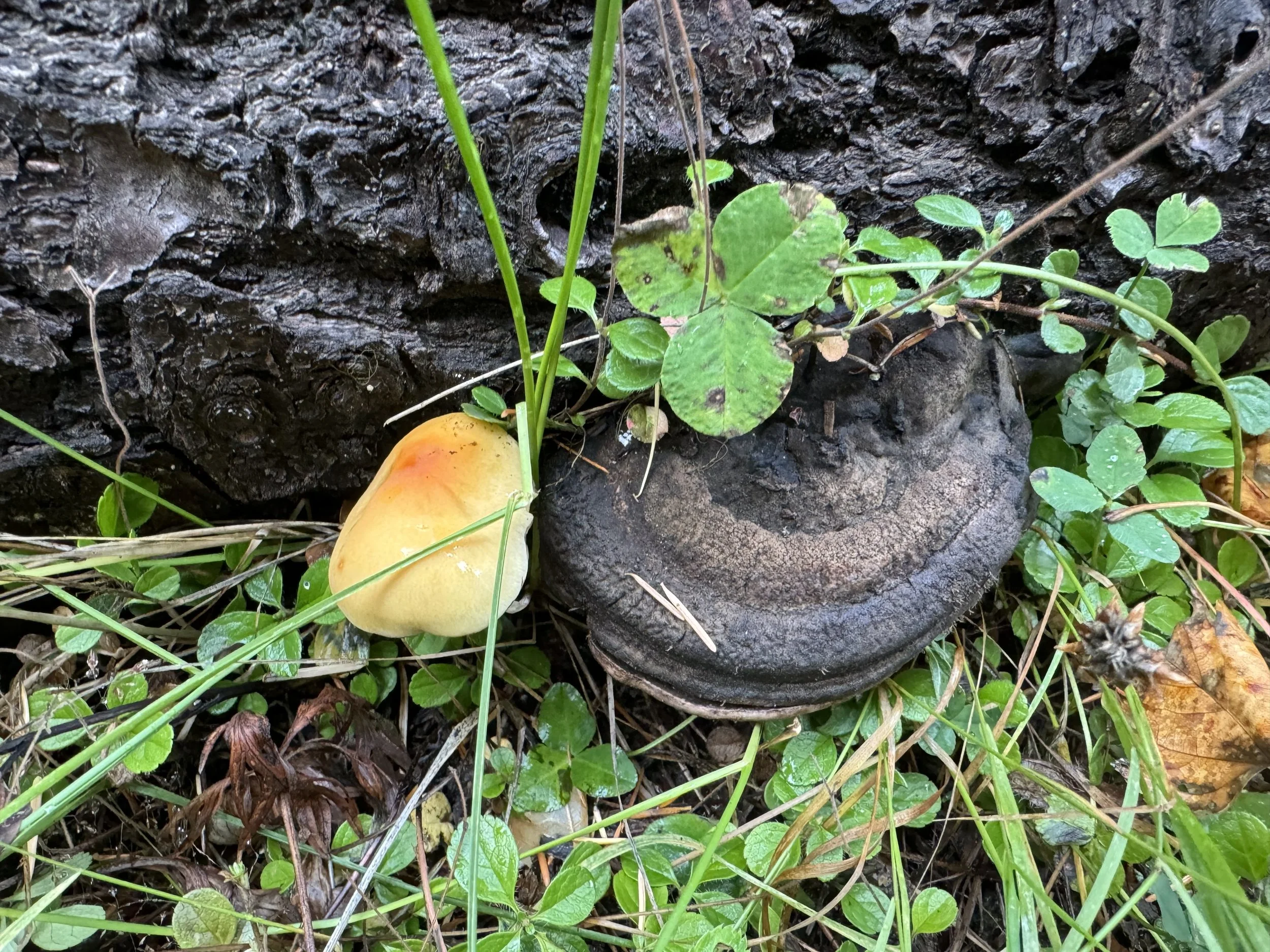 Large varieties of mushrooms can be seen.