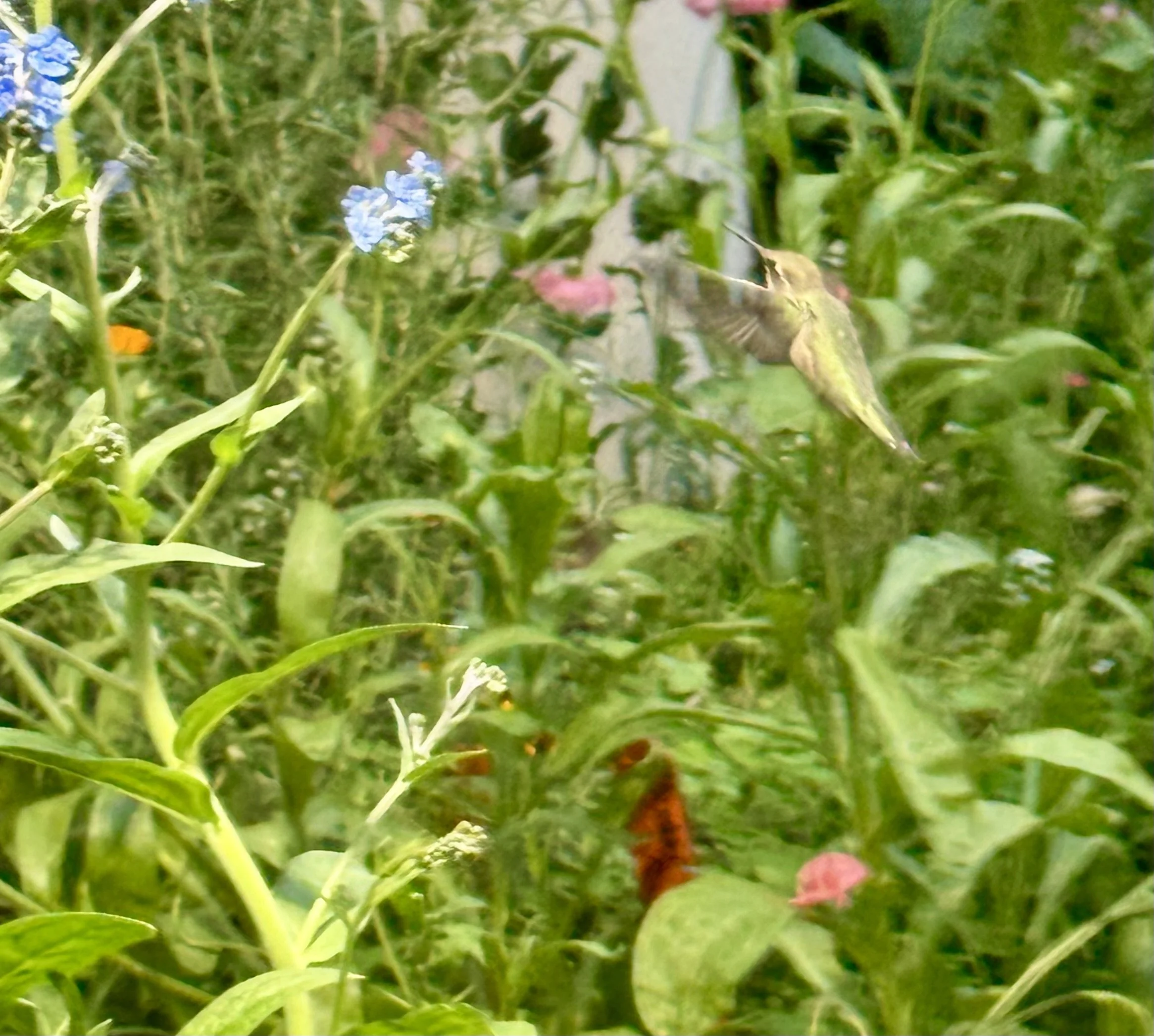Wild flowers are plentiful as well as the birds they attract.