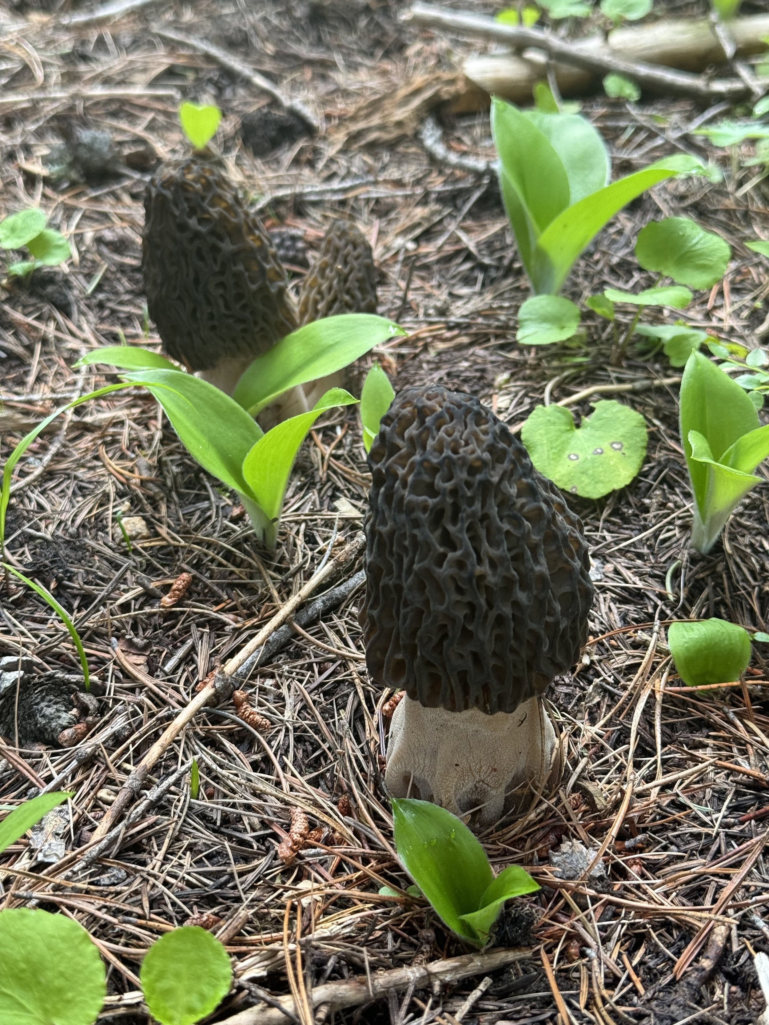 Morel mushrooms are plentiful throughout  Goose Creek Haven retreat center.