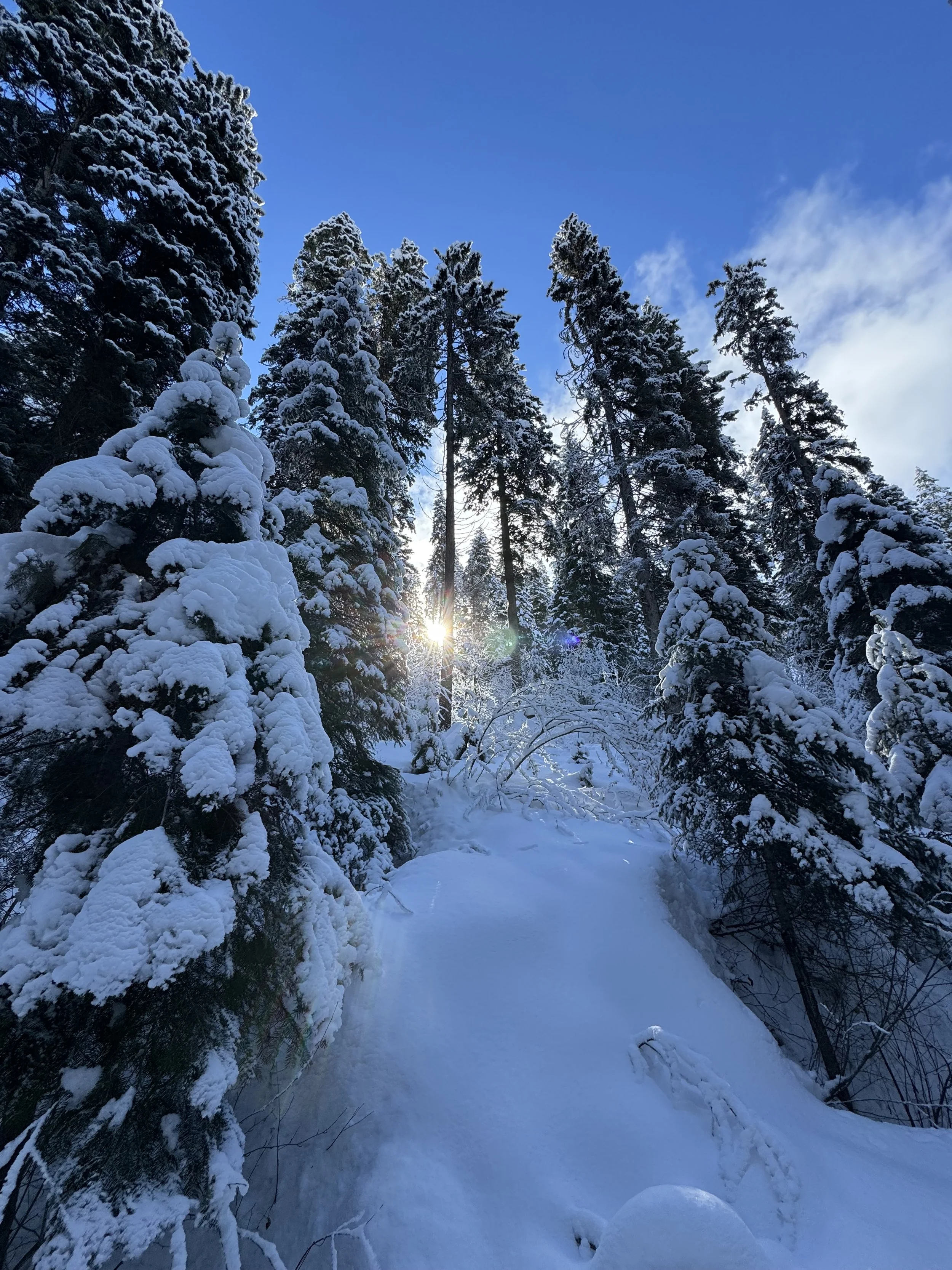 Sunlight in winter. Winter sometimes brings more then 6 feet of snow.