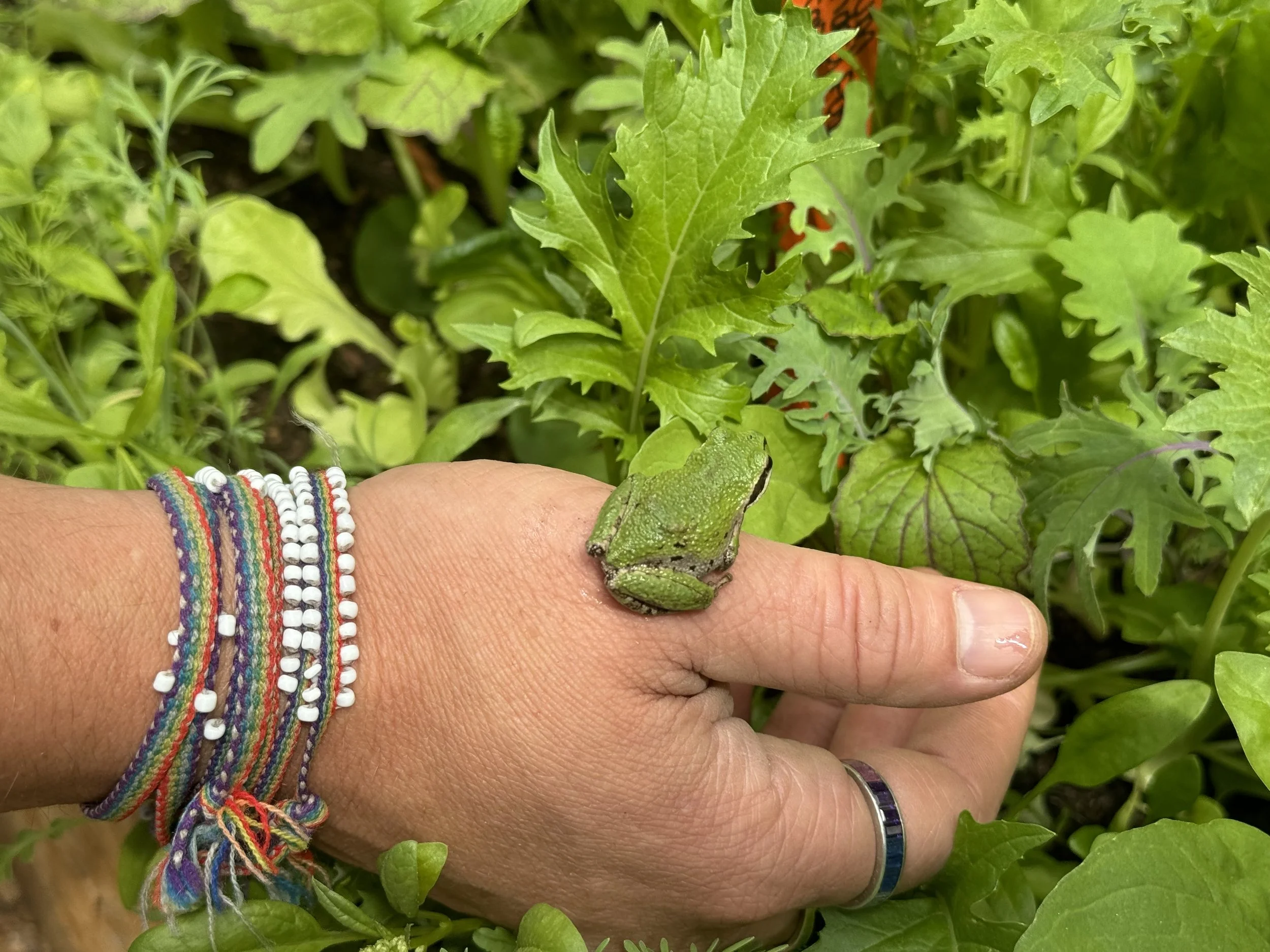 A small green frog living in the greenhouse and making noise at night.