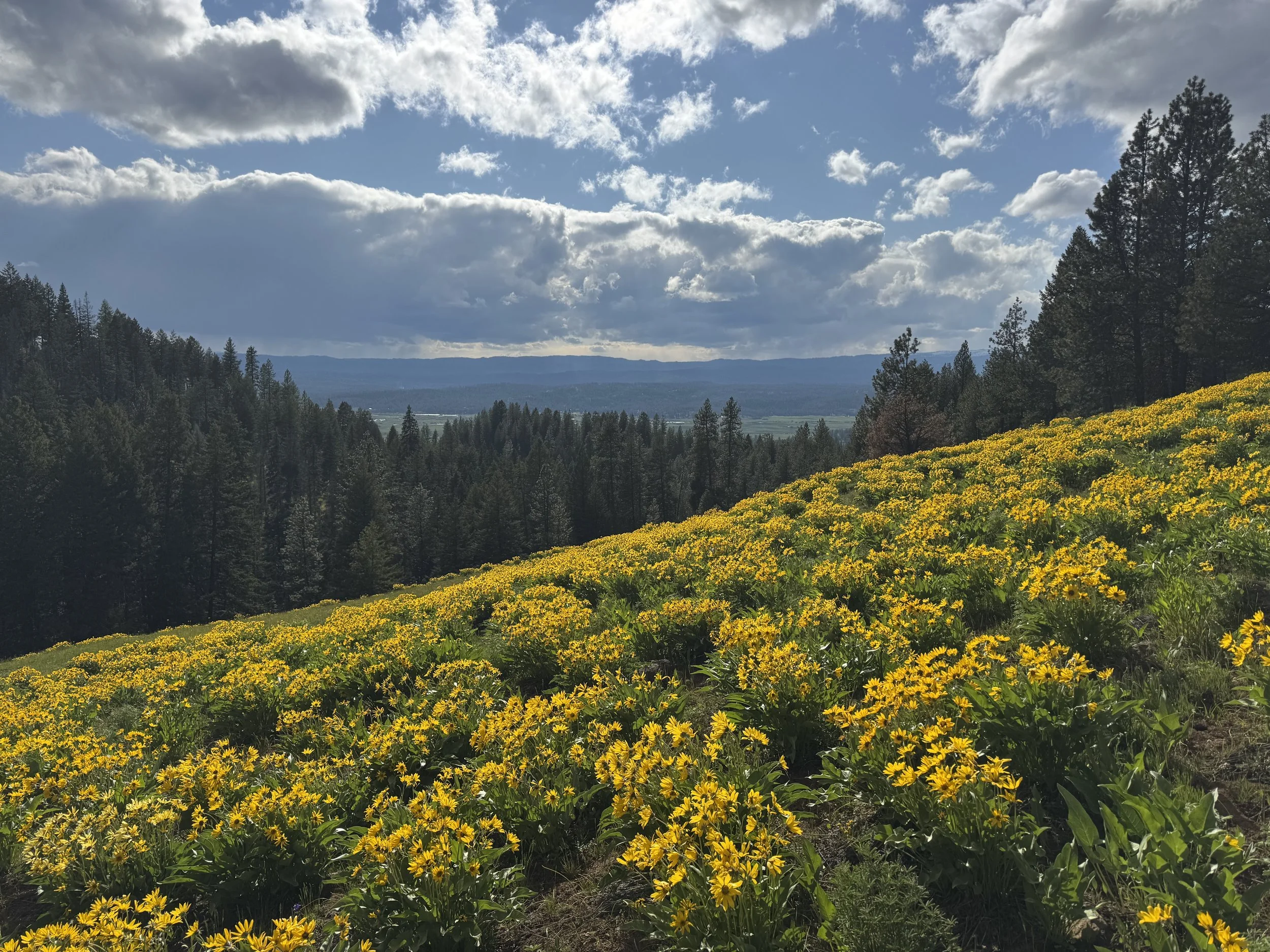 View of large field of wildflowers in the Idaho Mountains. Perfect for an artists brush.