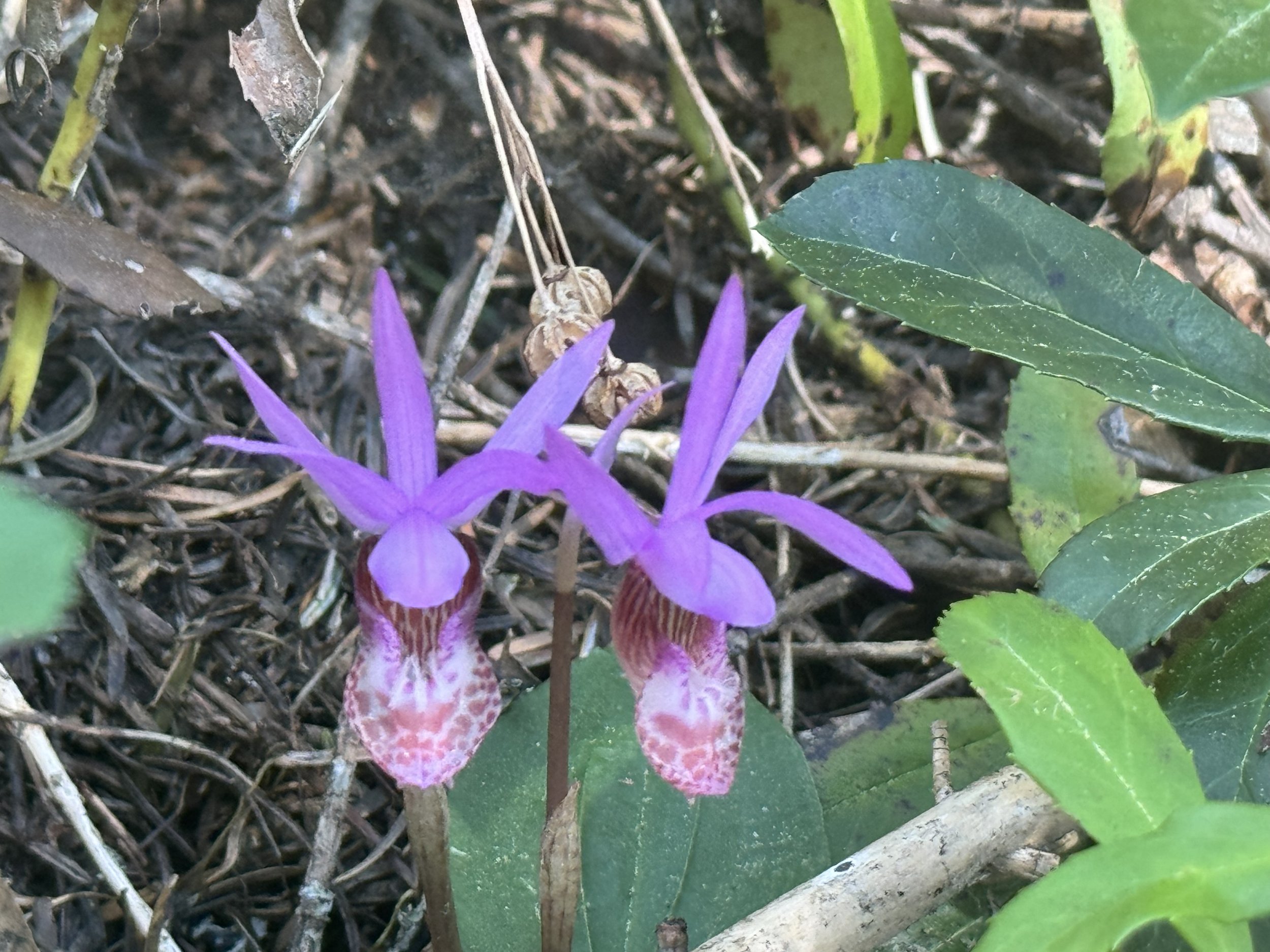 Ferry slipper orchids and other rare wildflowers are abundant.
