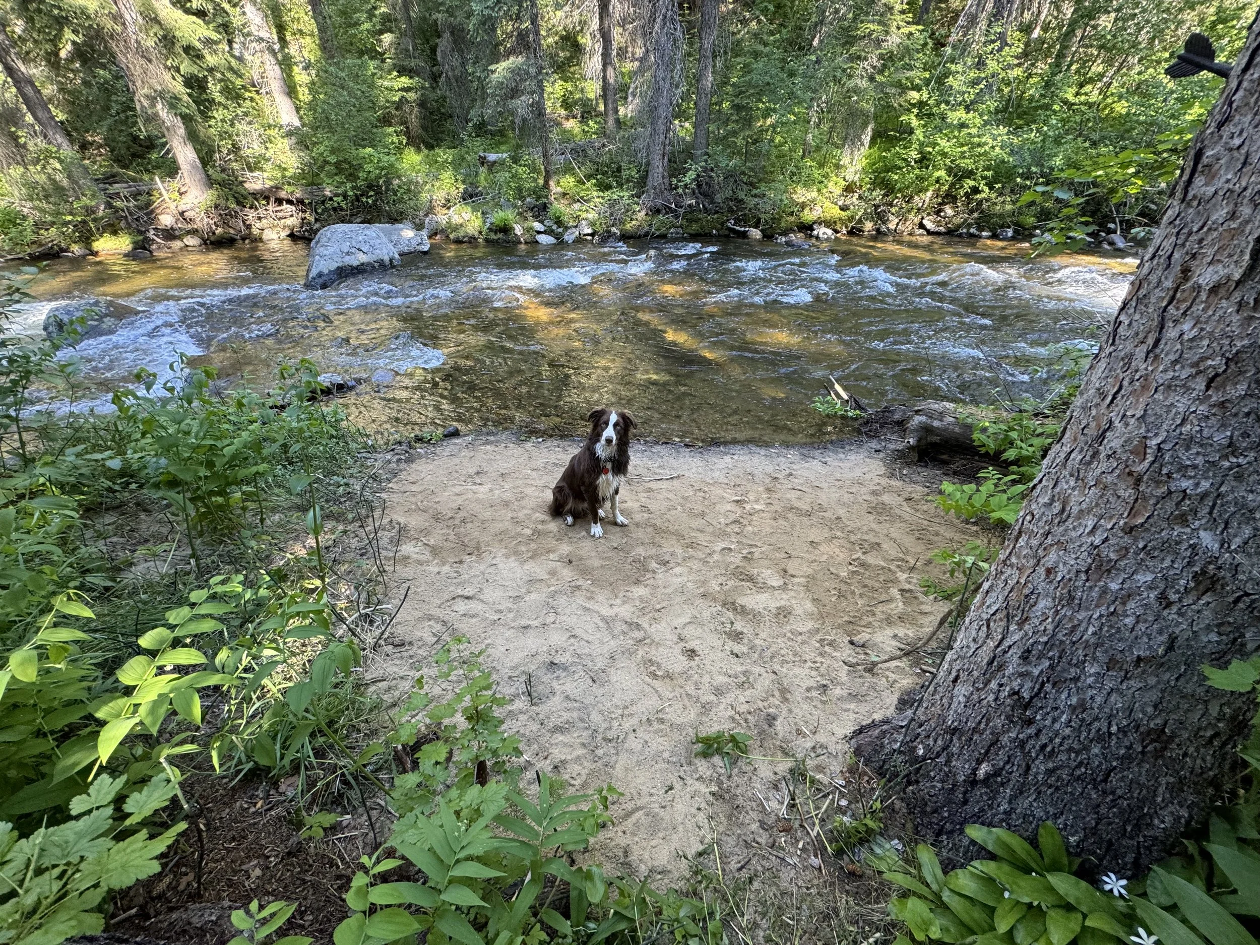 Rumi the dog at the beach along Goose Creek.