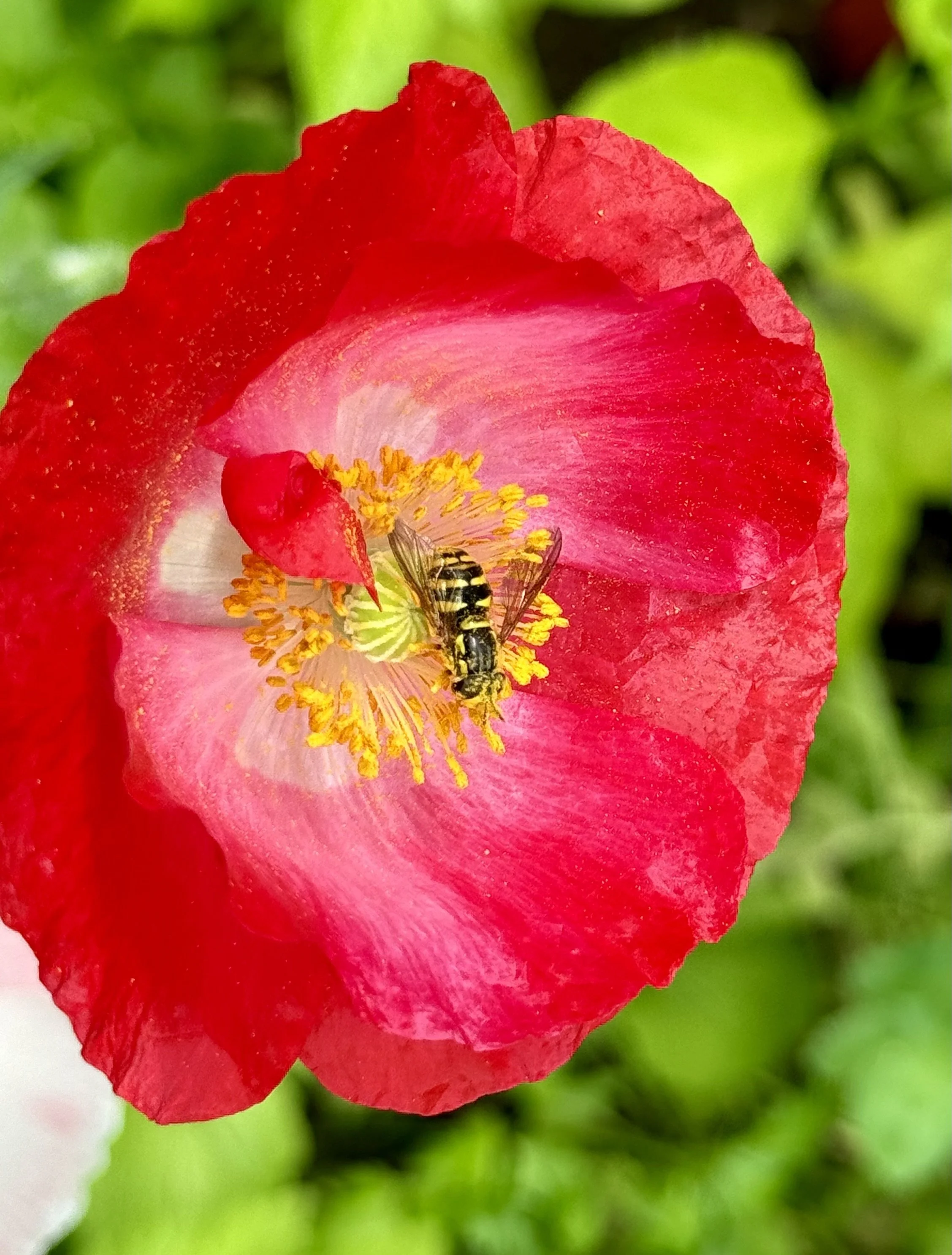 Flower with small bee.