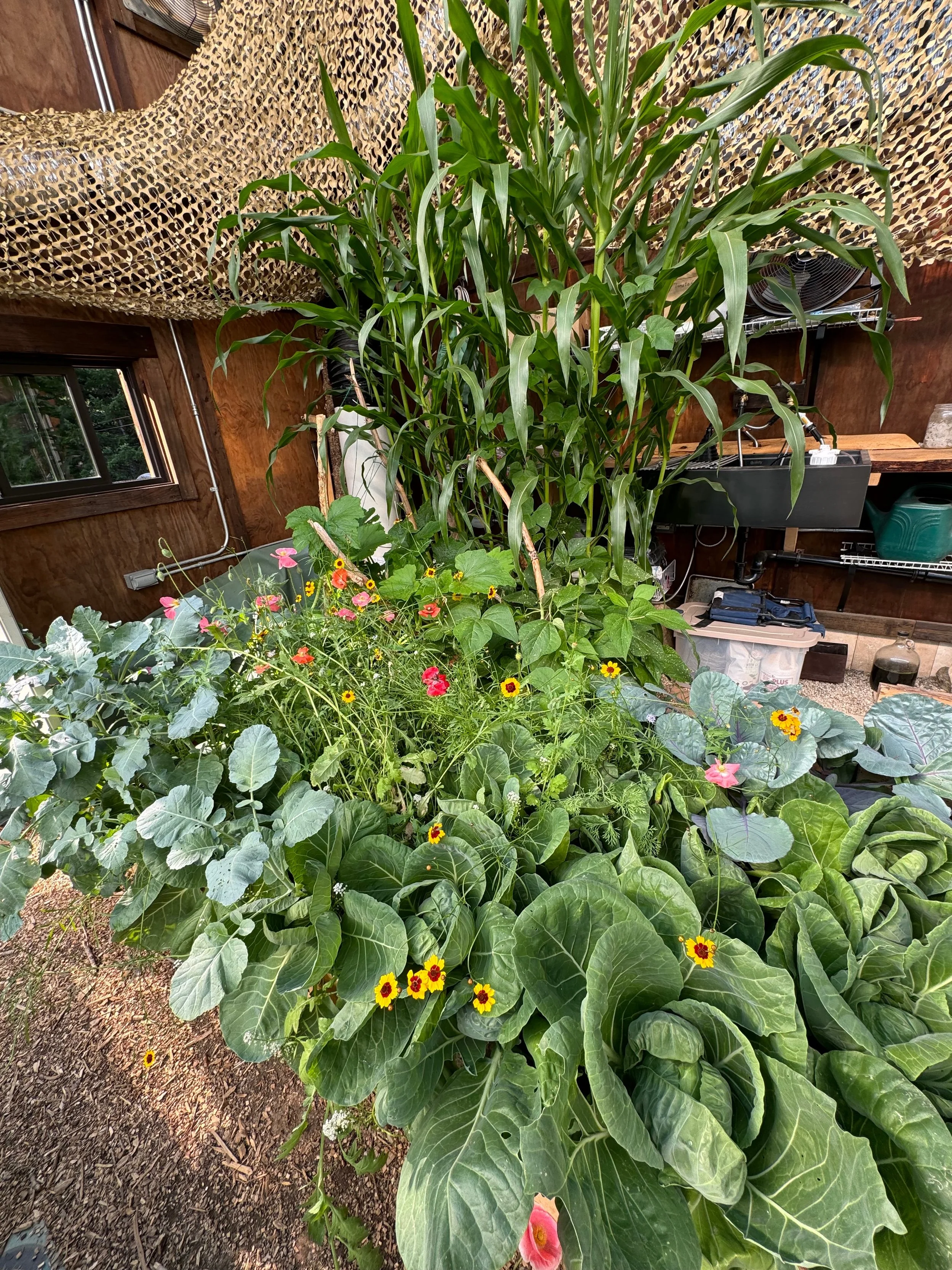 The greenhouse with plentiful garden crop ready to harvest.