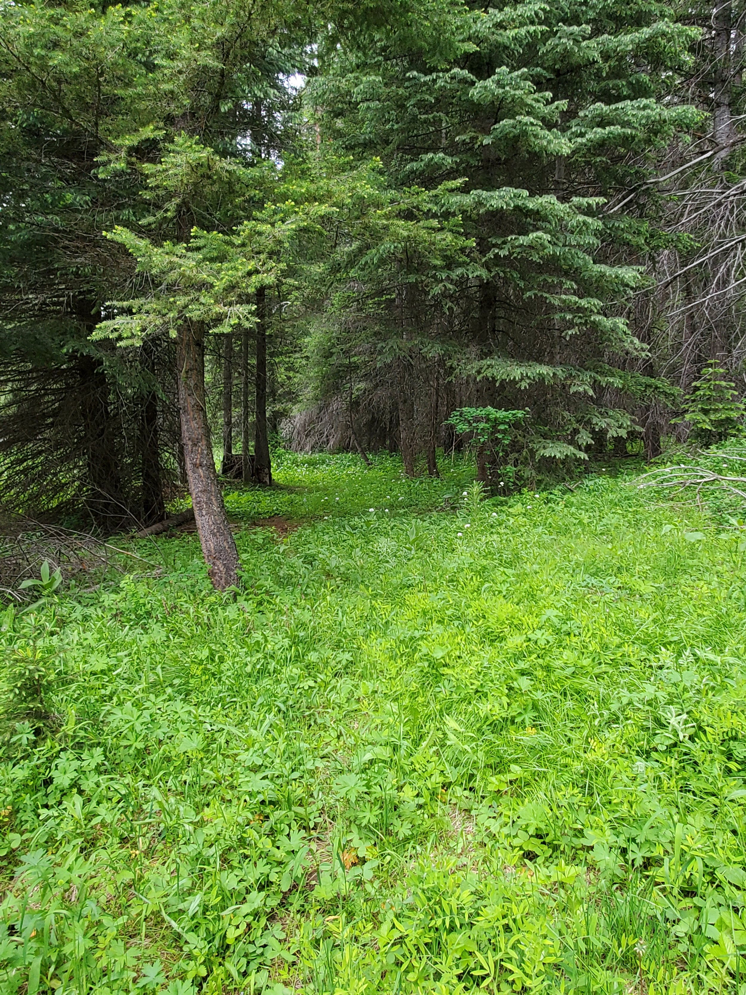 Lush green walking path in the lush green river valley Goose Creek flows through.