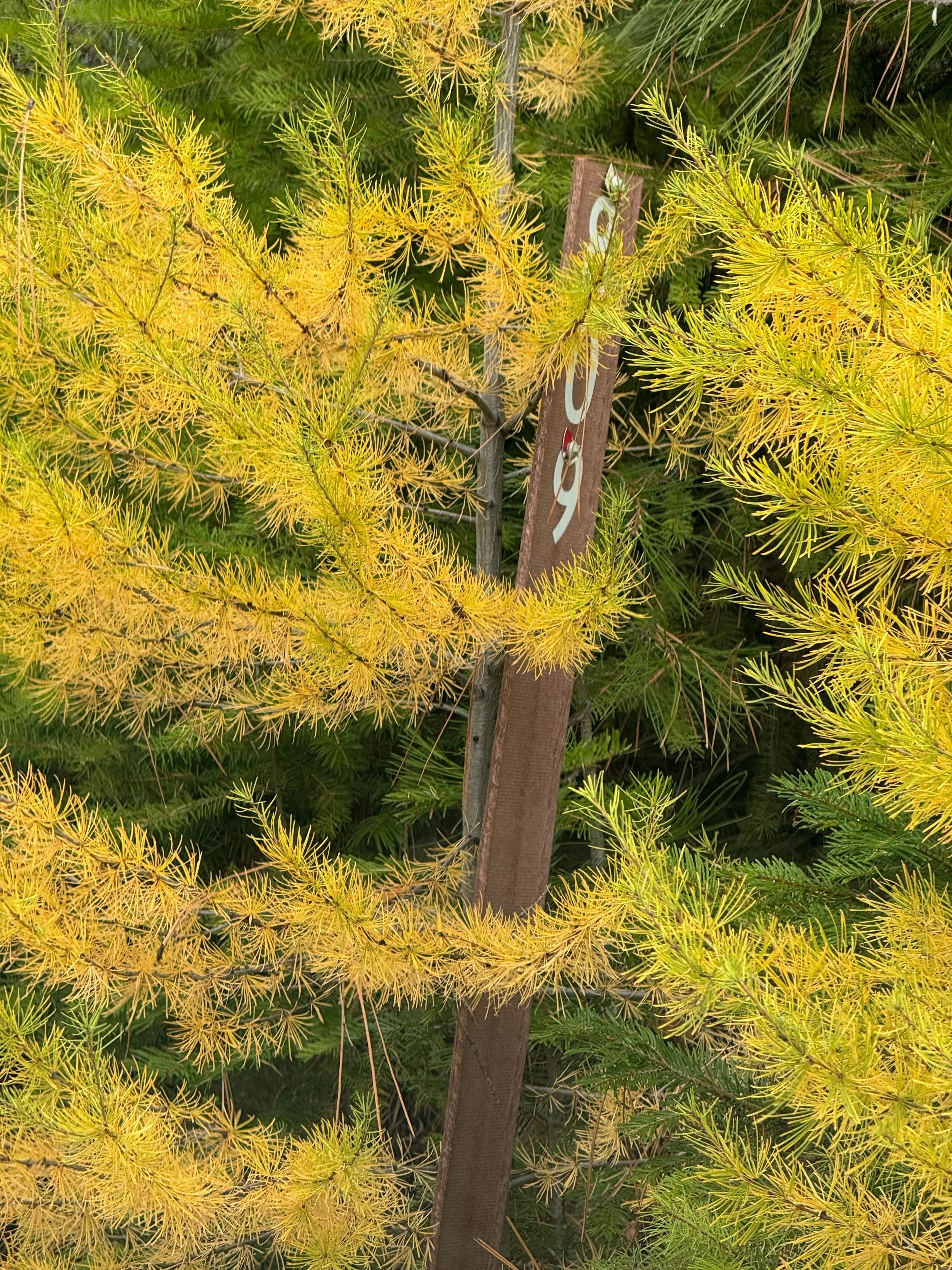 Tamarack is a Eastern Larch that looses its needles in the fall.