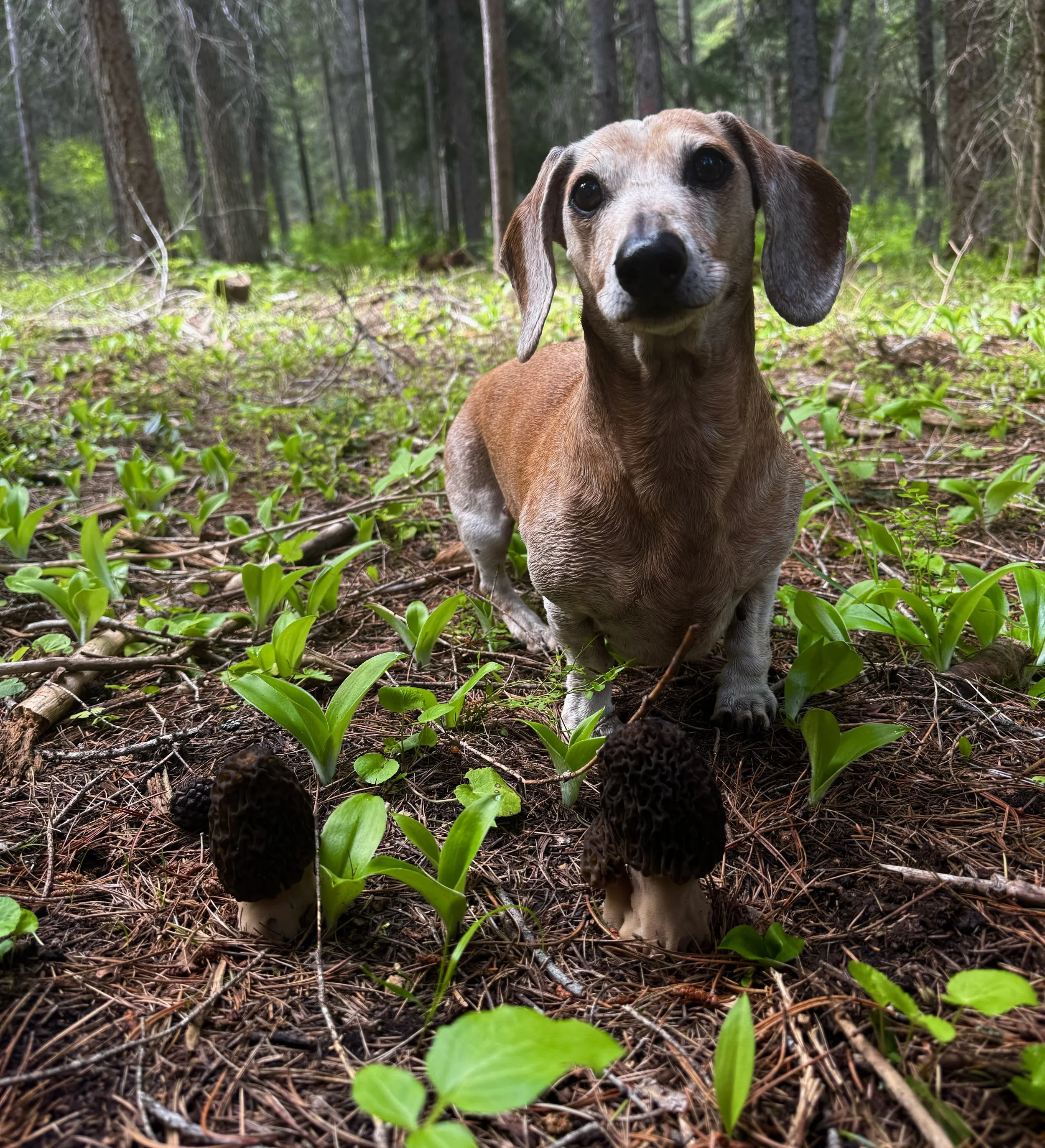 Morel mushroom hunting dog.