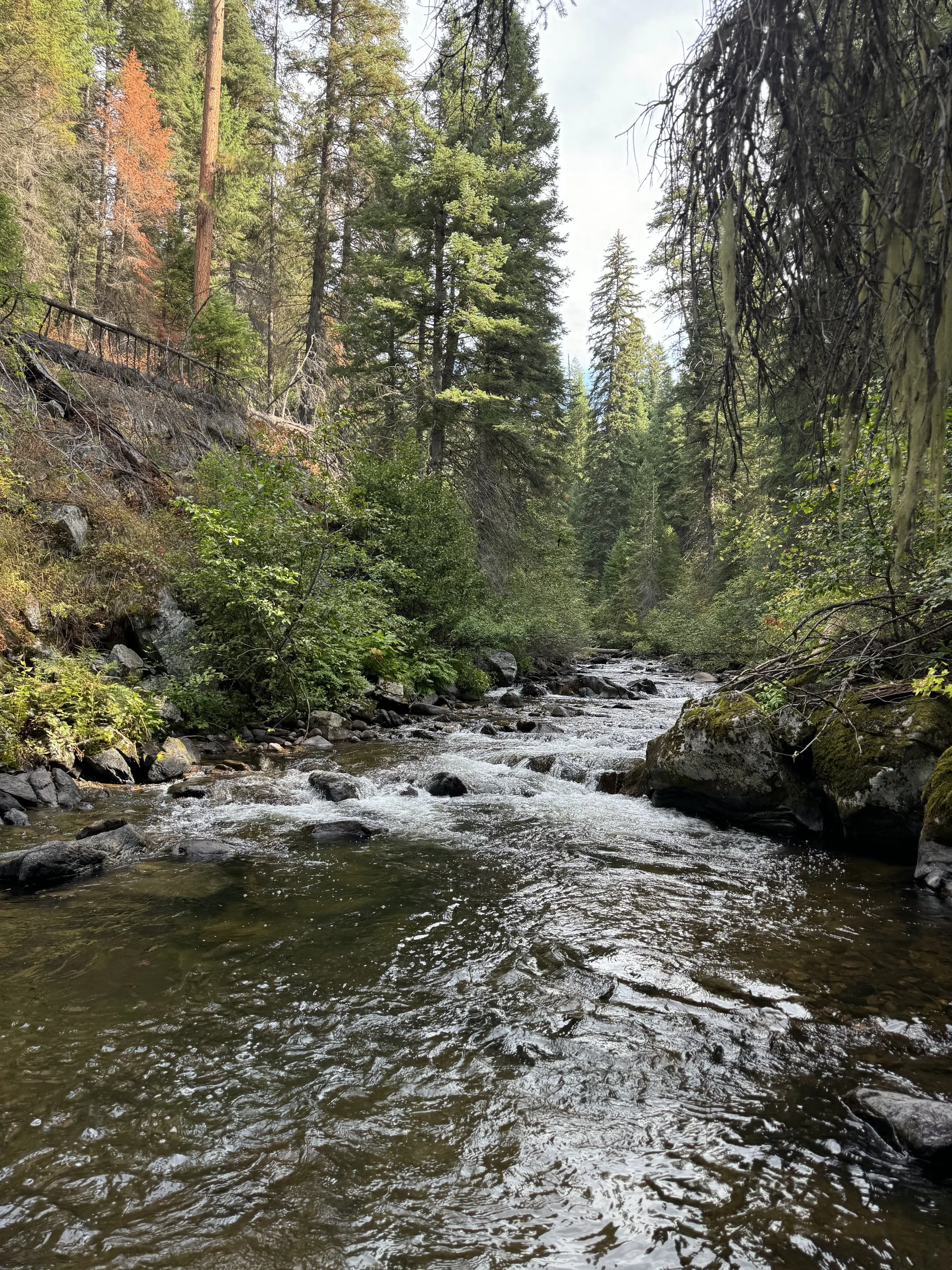 A forested mountain stream with rocks and tall pine trees along the banks.