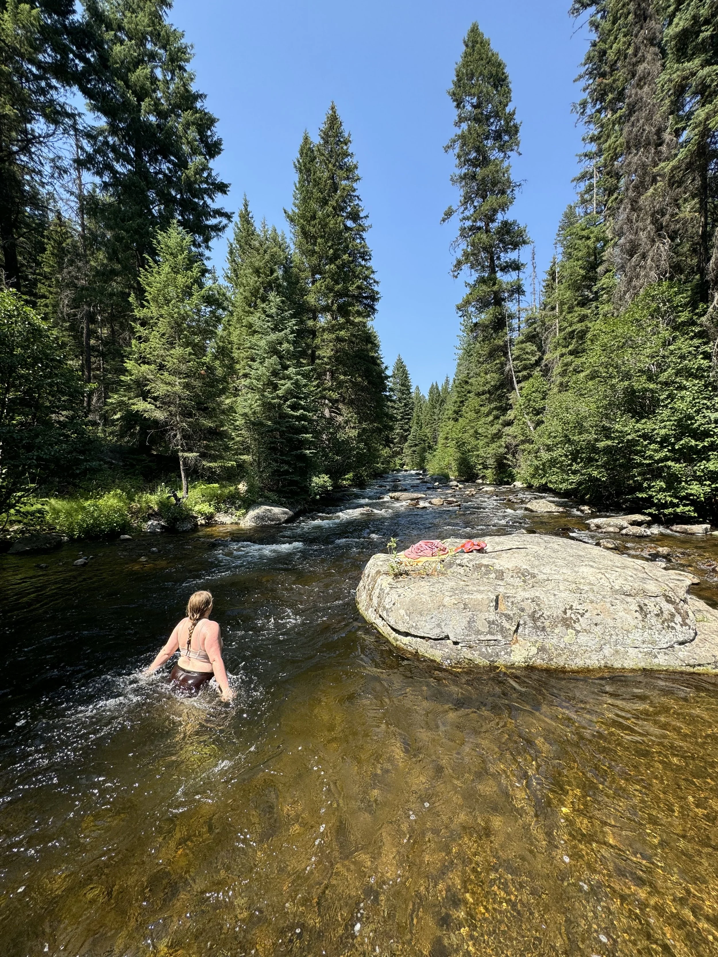 A woman wading through a shallow river surrounded by tall evergreen trees on a sunny day with a clear blue sky.