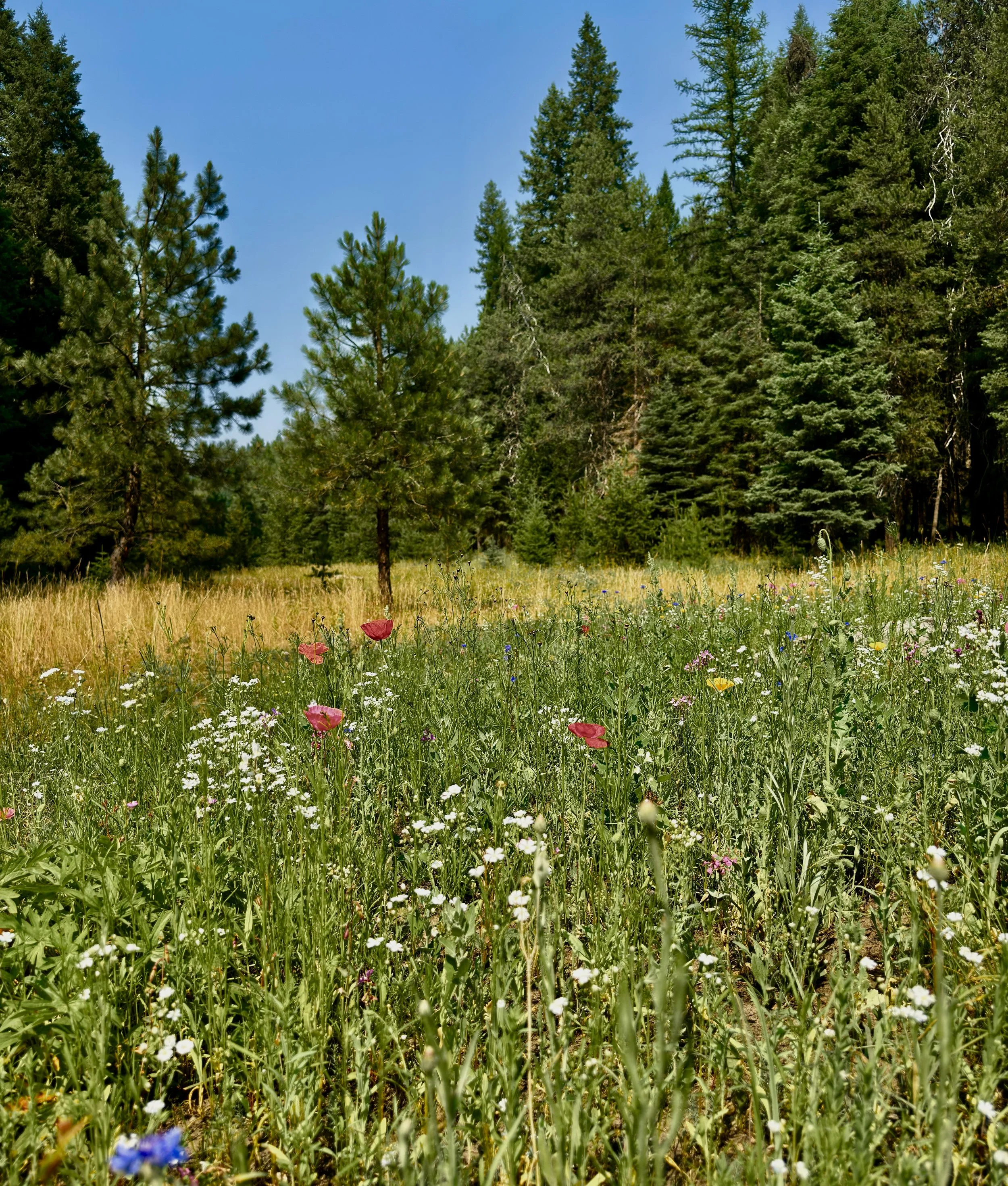Meadow full of Idaho Mountain Wildflowers.