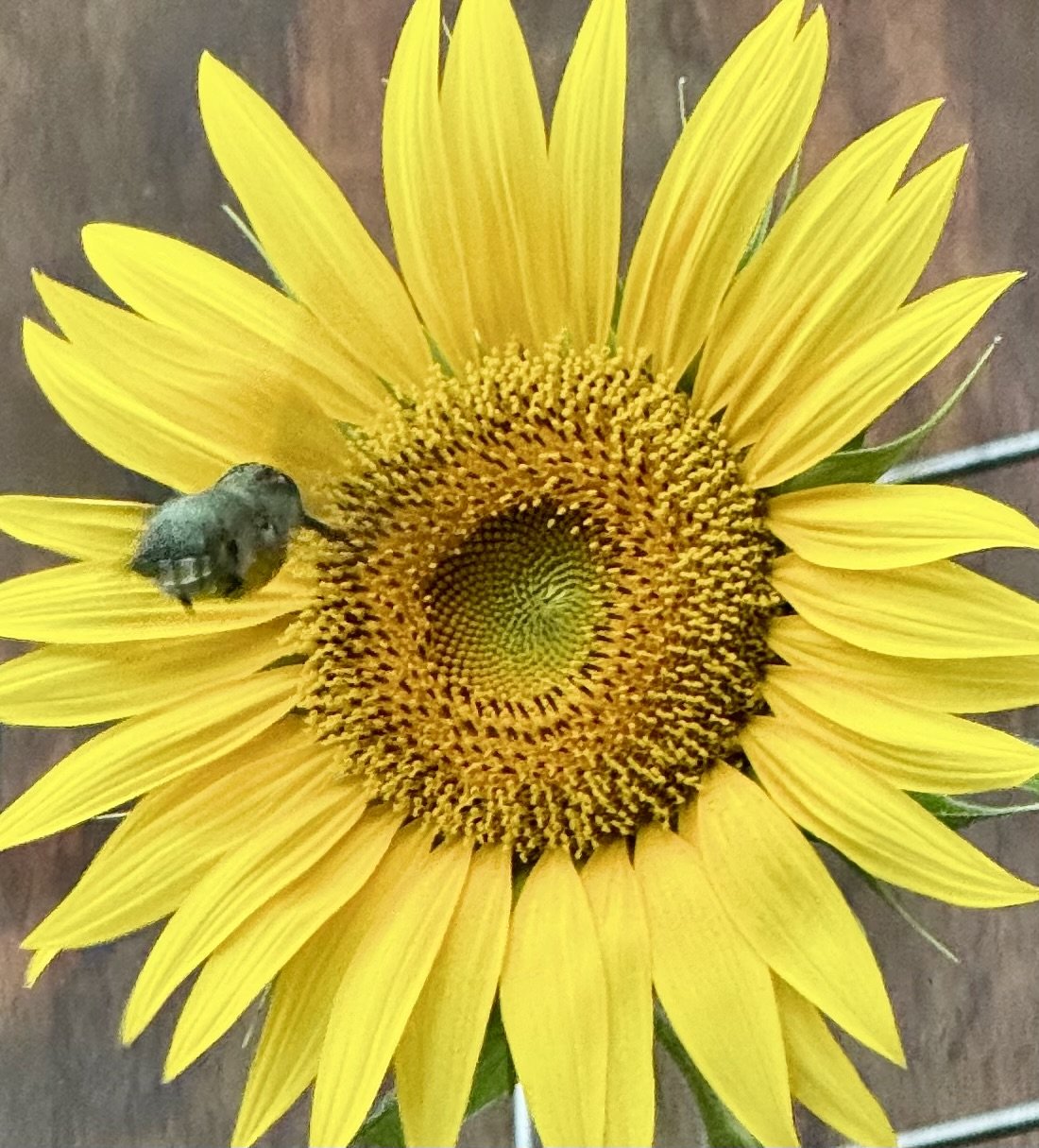 Hummingbirds are plentiful along with many flower attractors.