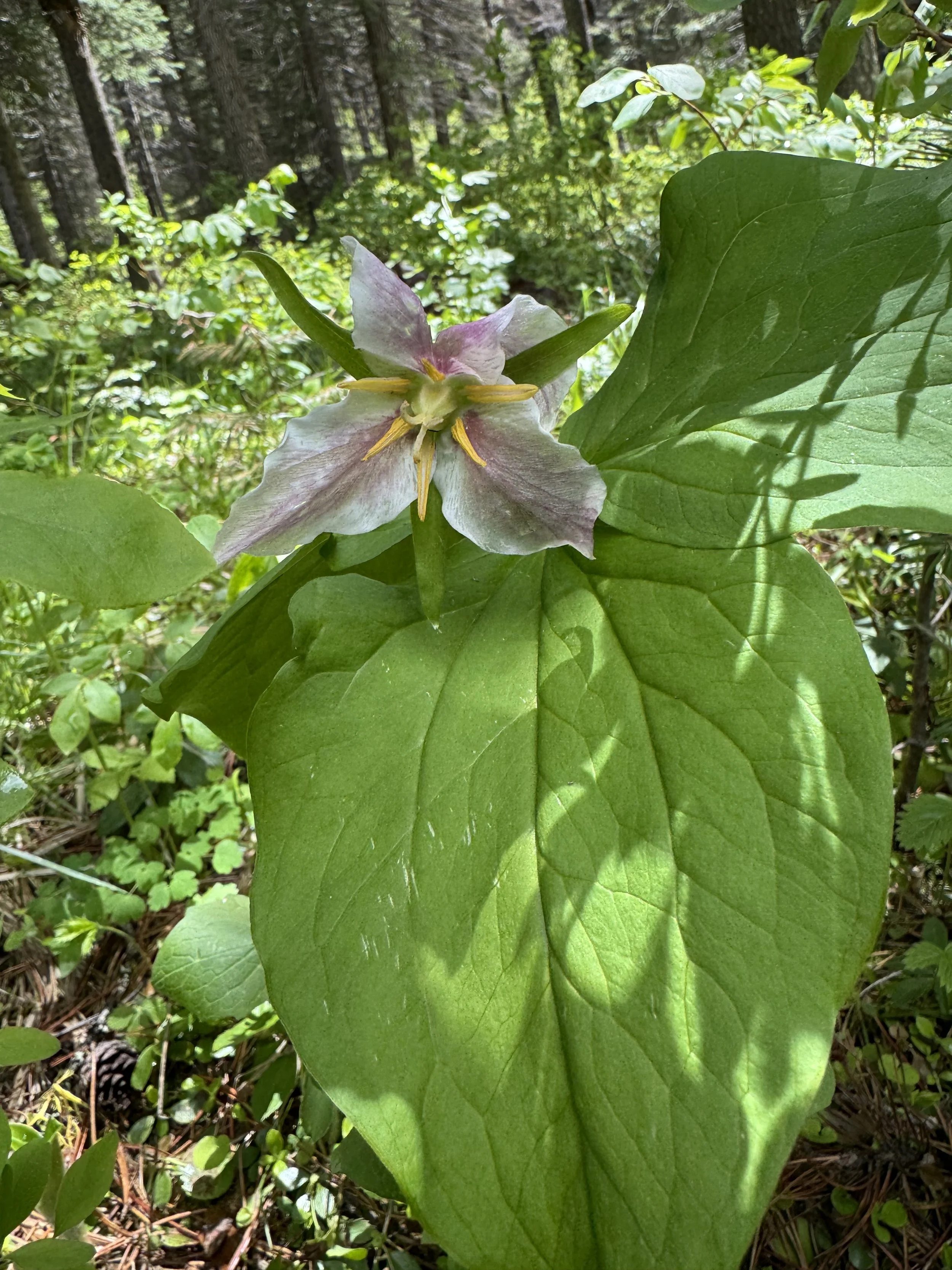 Trillium flowers are plentiful In the spring.