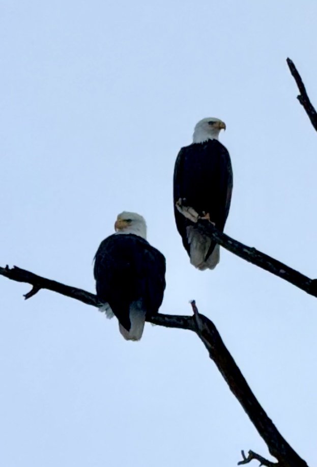 Bald Eagles keep watch.