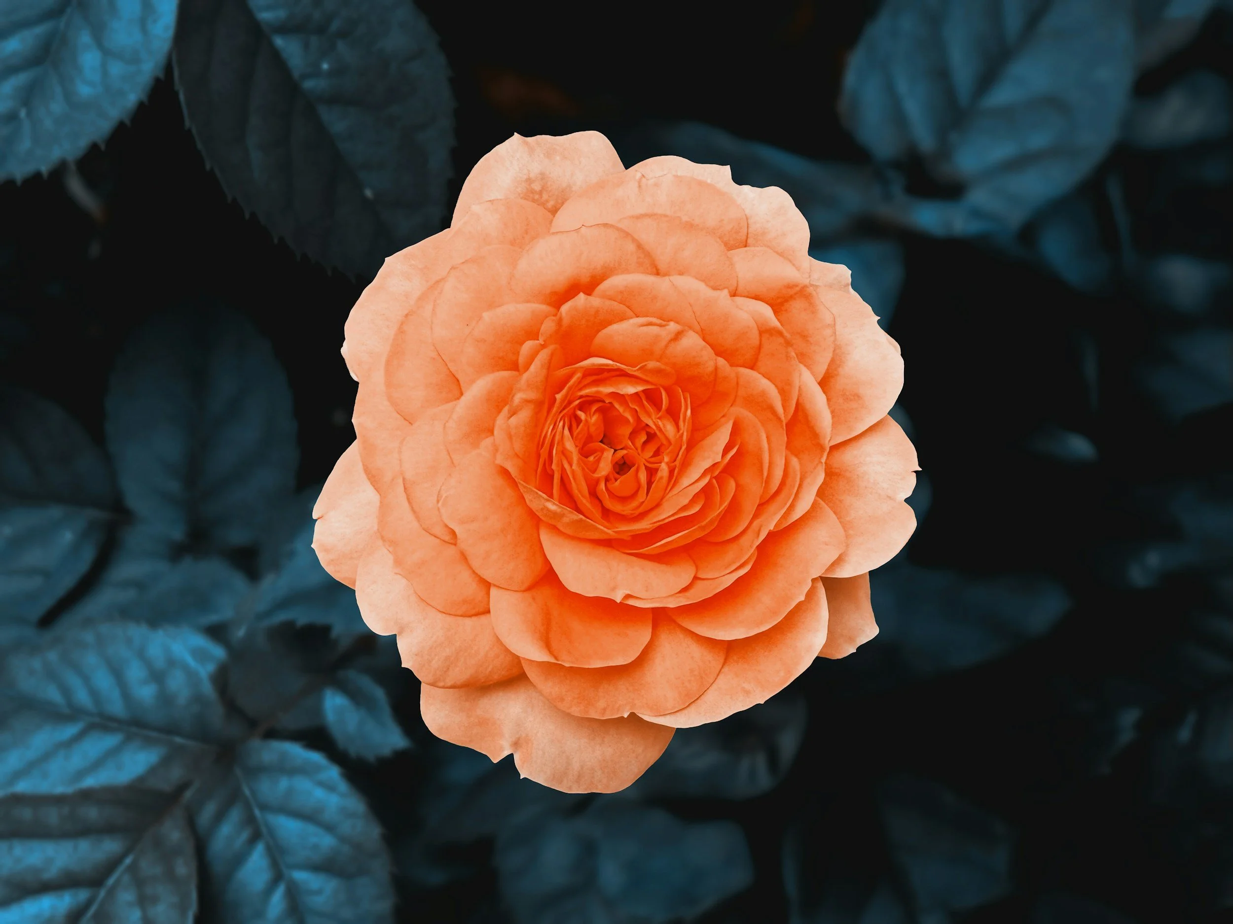 A close-up of a peach-colored rose in full bloom with dark leaves in the background.