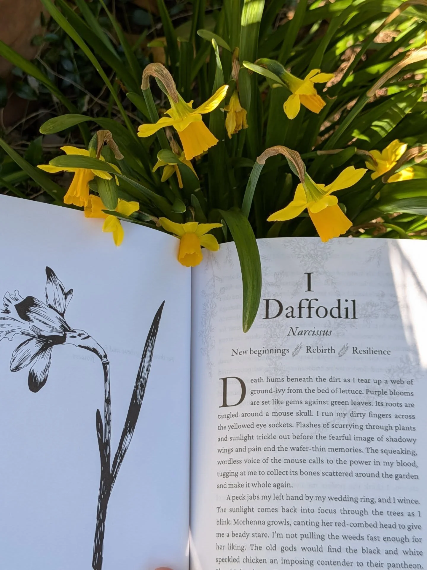 Spring is emerging. Blooms are pushing up through the cold ground to greet the sun. New things are starting as the dead of winter melts away. If you're looking for a new kind of fantasy book compared to what you've read before, check out Hills of Hea