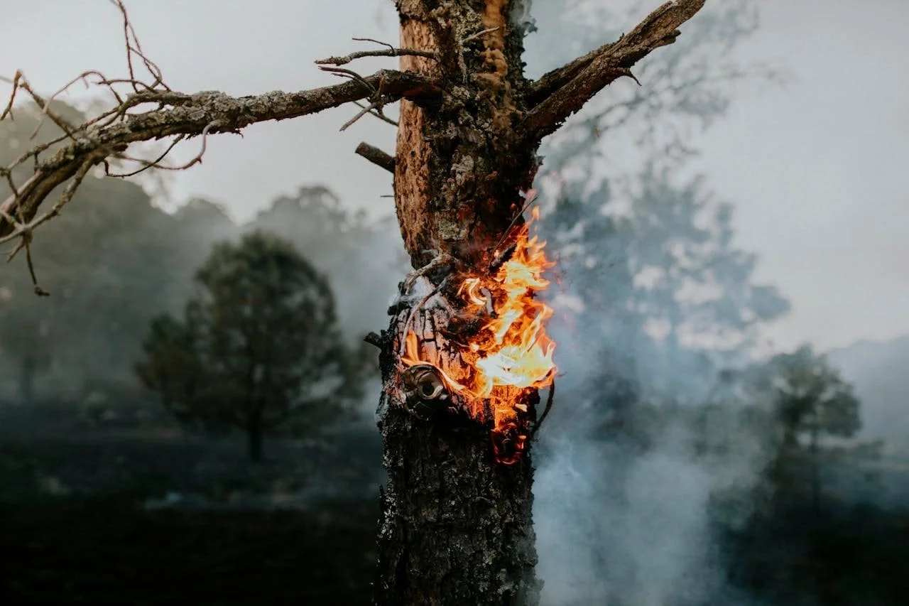 tree with flames coming from the trunk