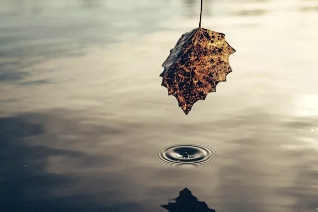 A dried leaf hanging above a body of water, with a droplet falling into the water, creating ripples.