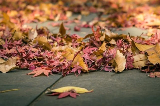 yellow and red leaves on the ground