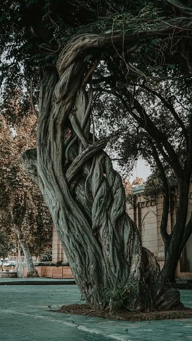 tree with limbs twisted around itself