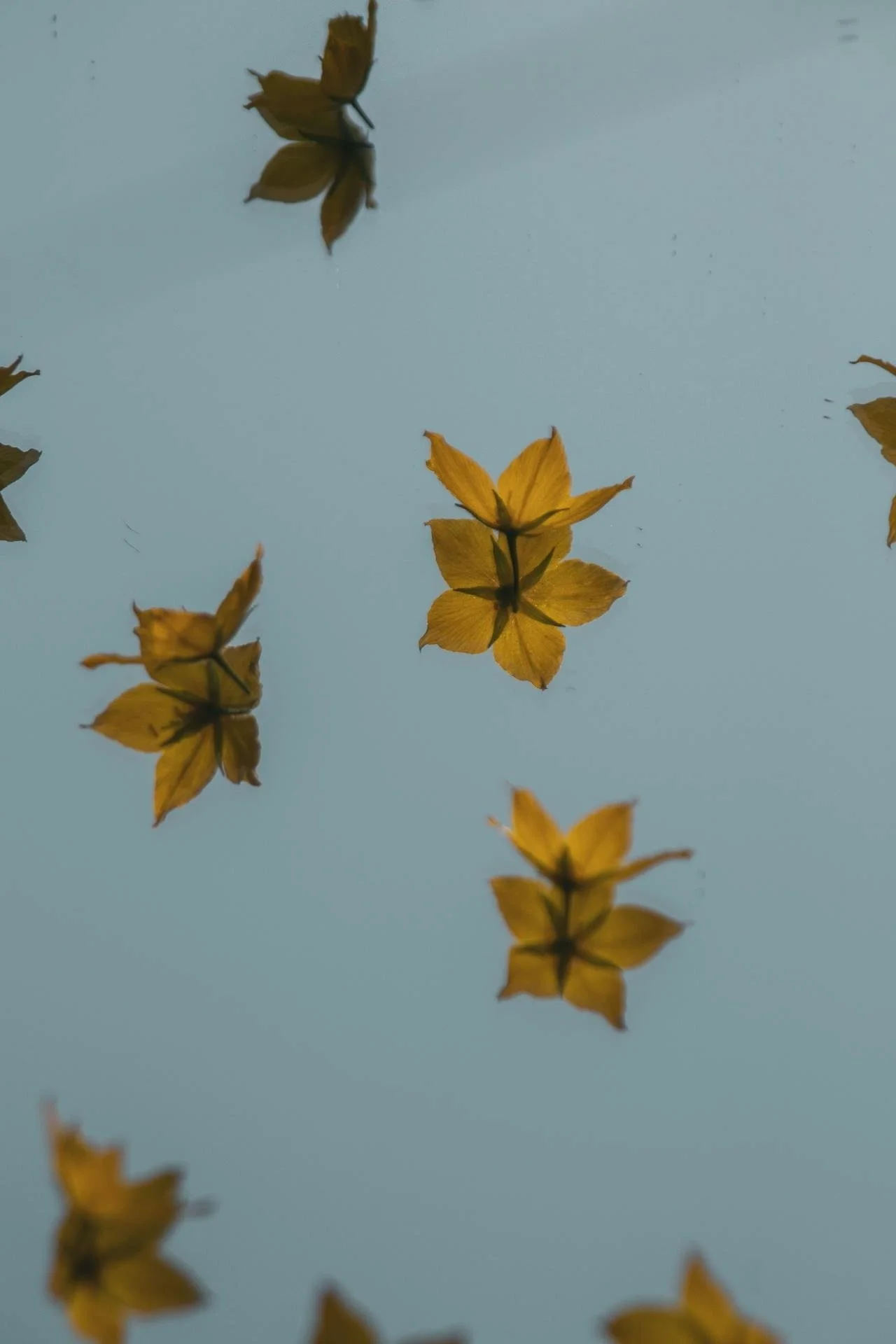 yellow leaves falling on a pale blue background