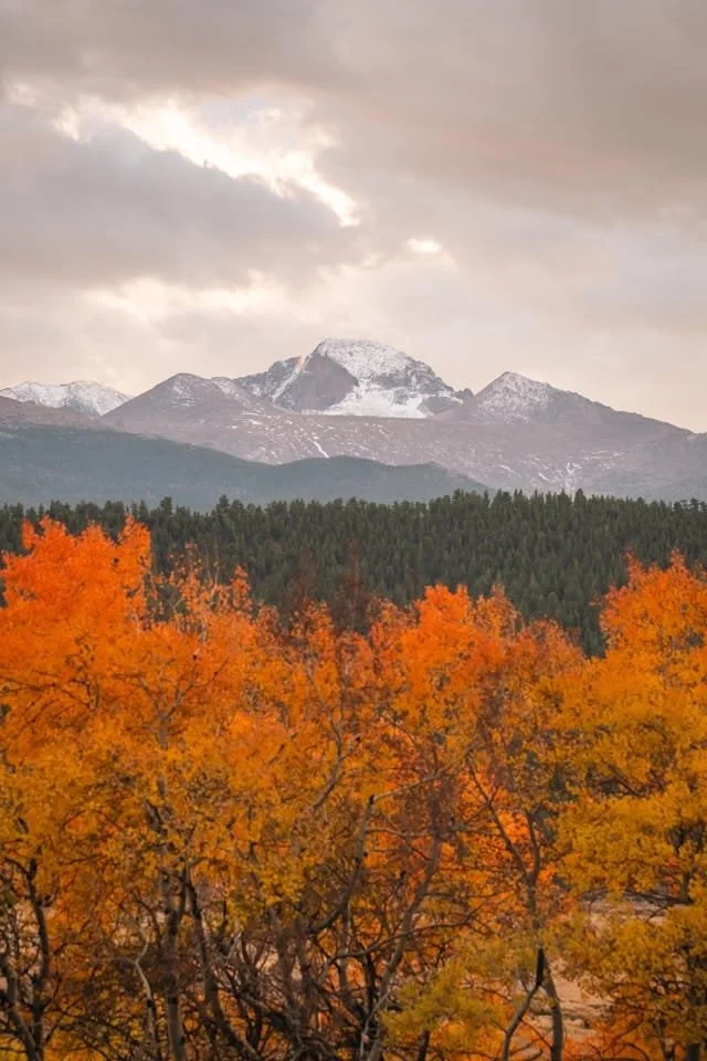 orange and green trees in front of a snow capped mountain with grey skies