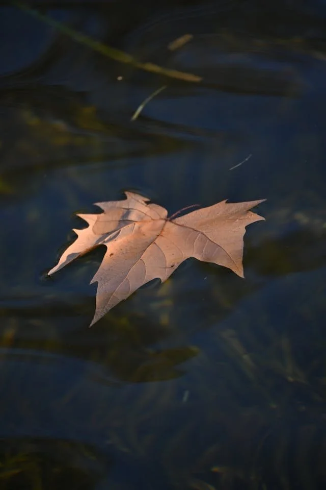 orange leaf floating in water