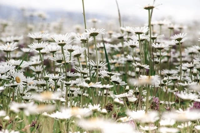 Field of white daisies with green stems and some pink flowers, under a cloudy sky
