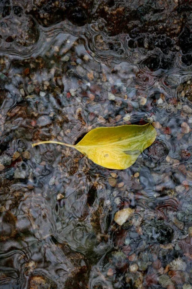 single yellow and green leaf floating in a stream