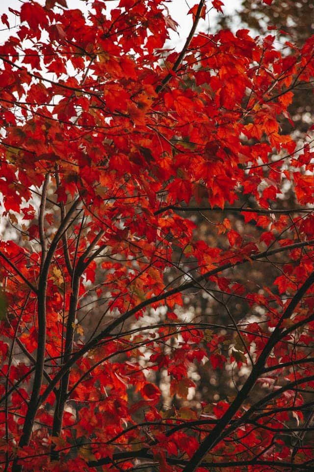 red leaves on skinny tree brances