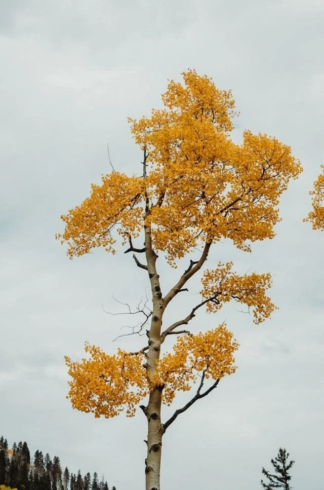 a lone tall aspen tree