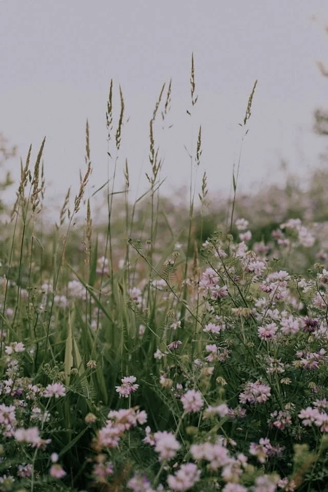 pink flowers growing against a dark sky