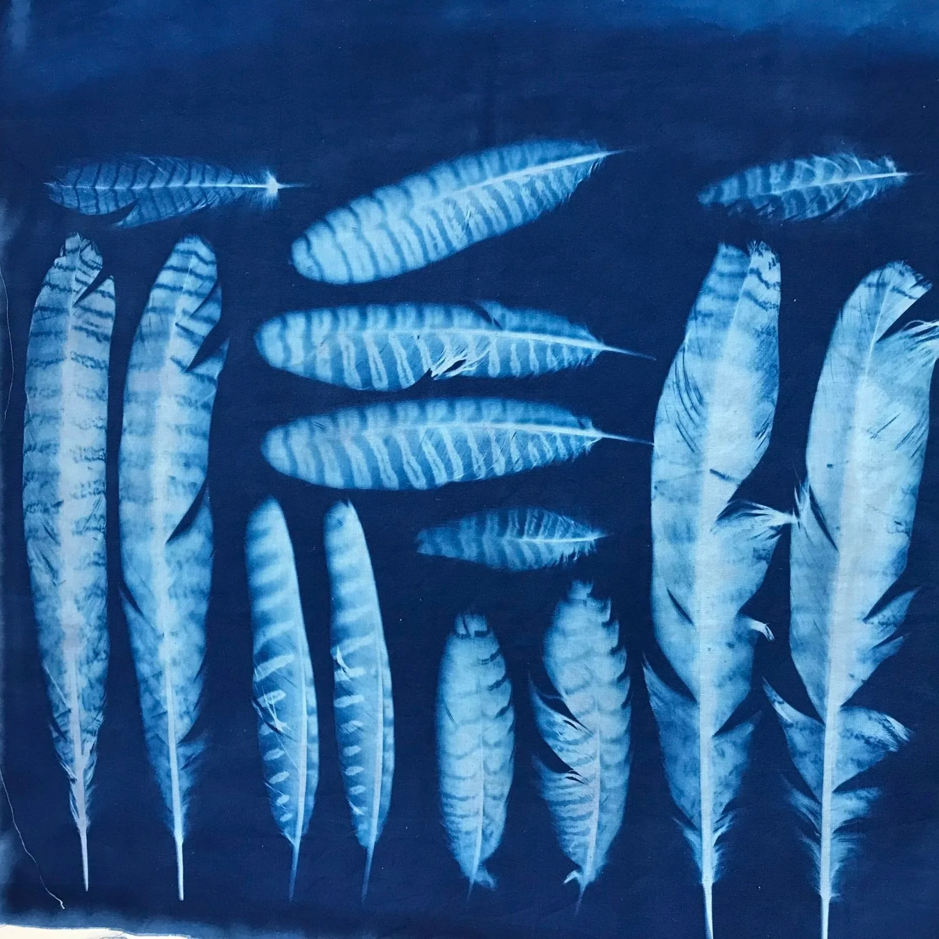 Cyanotype scan of various sized feathers.