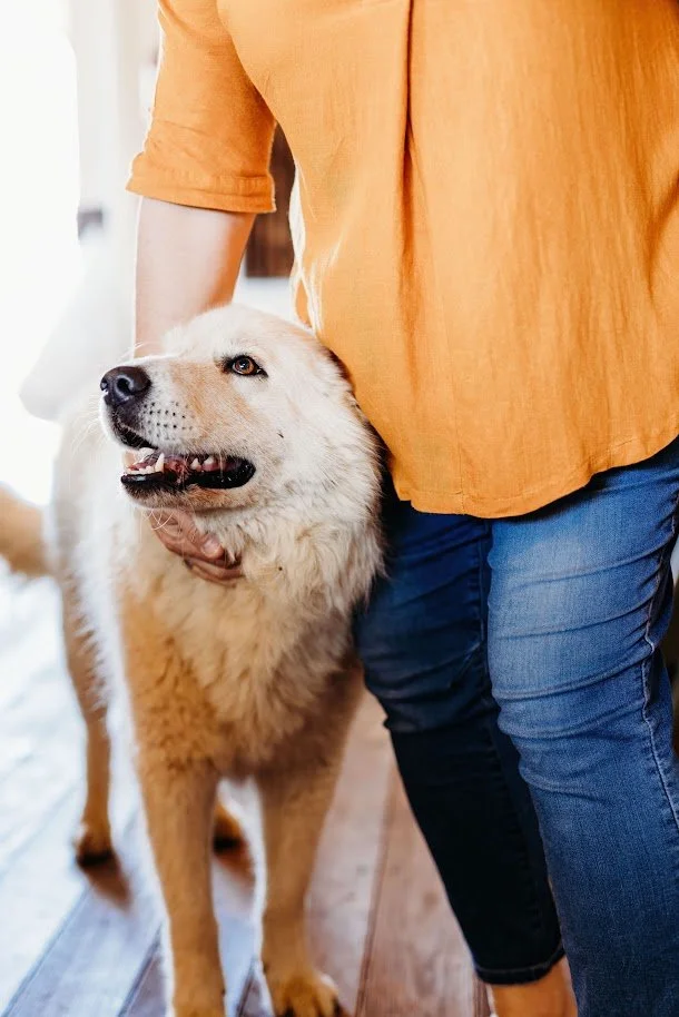 A person wearing an orange shirt and blue jeans petting a large fluffy dog, possibly a Great Pyrenees, indoors on a wooden floor.