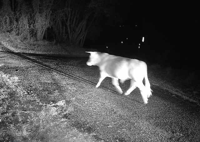 A dog walking on a sandy path at night, illuminated by a flashlight or camera flash, with trees or bushes in the background.