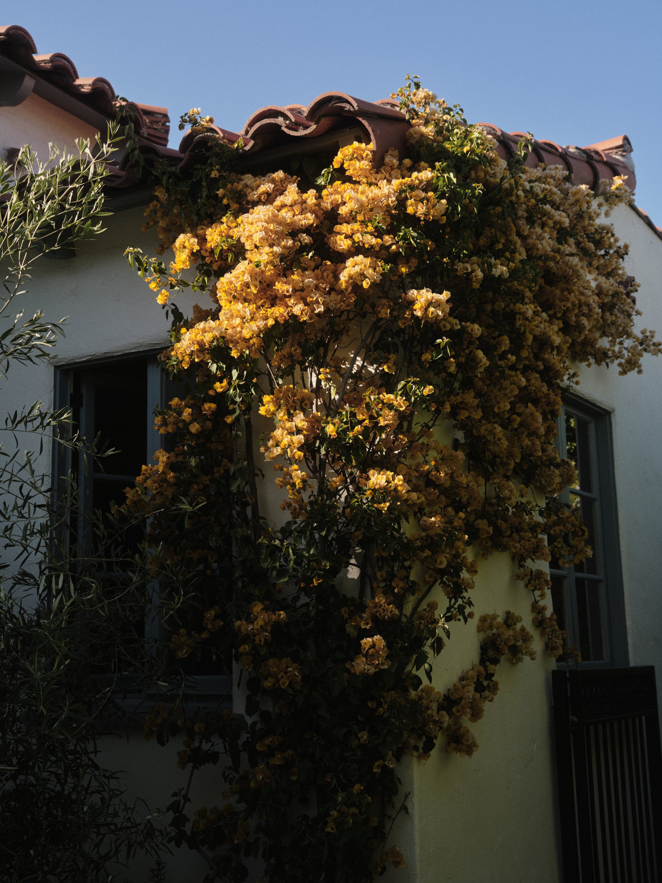 Yellow flowering bougainvillea climbing the wall of a house with white stucco exterior and dark green window frames.