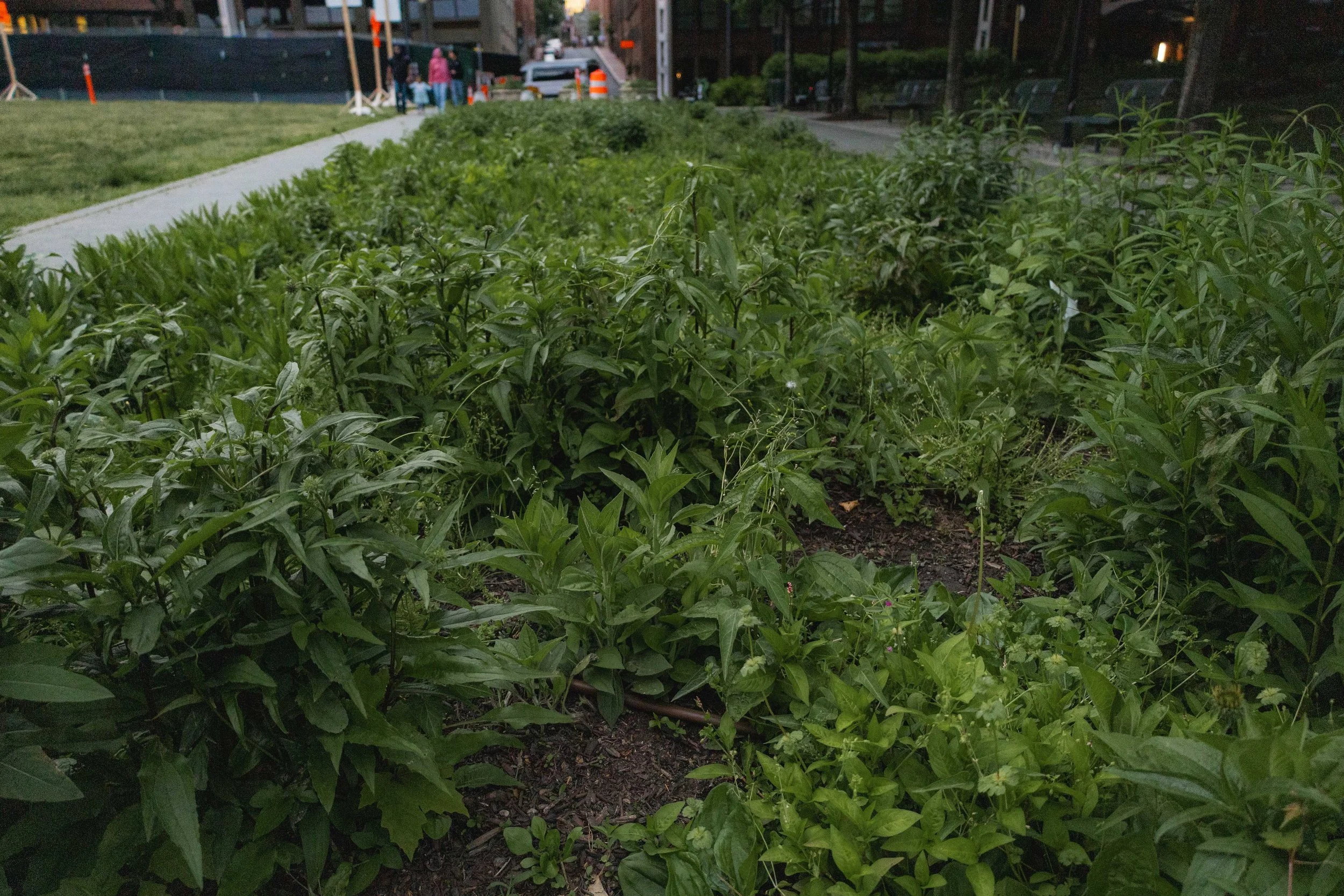 Rain Gardens