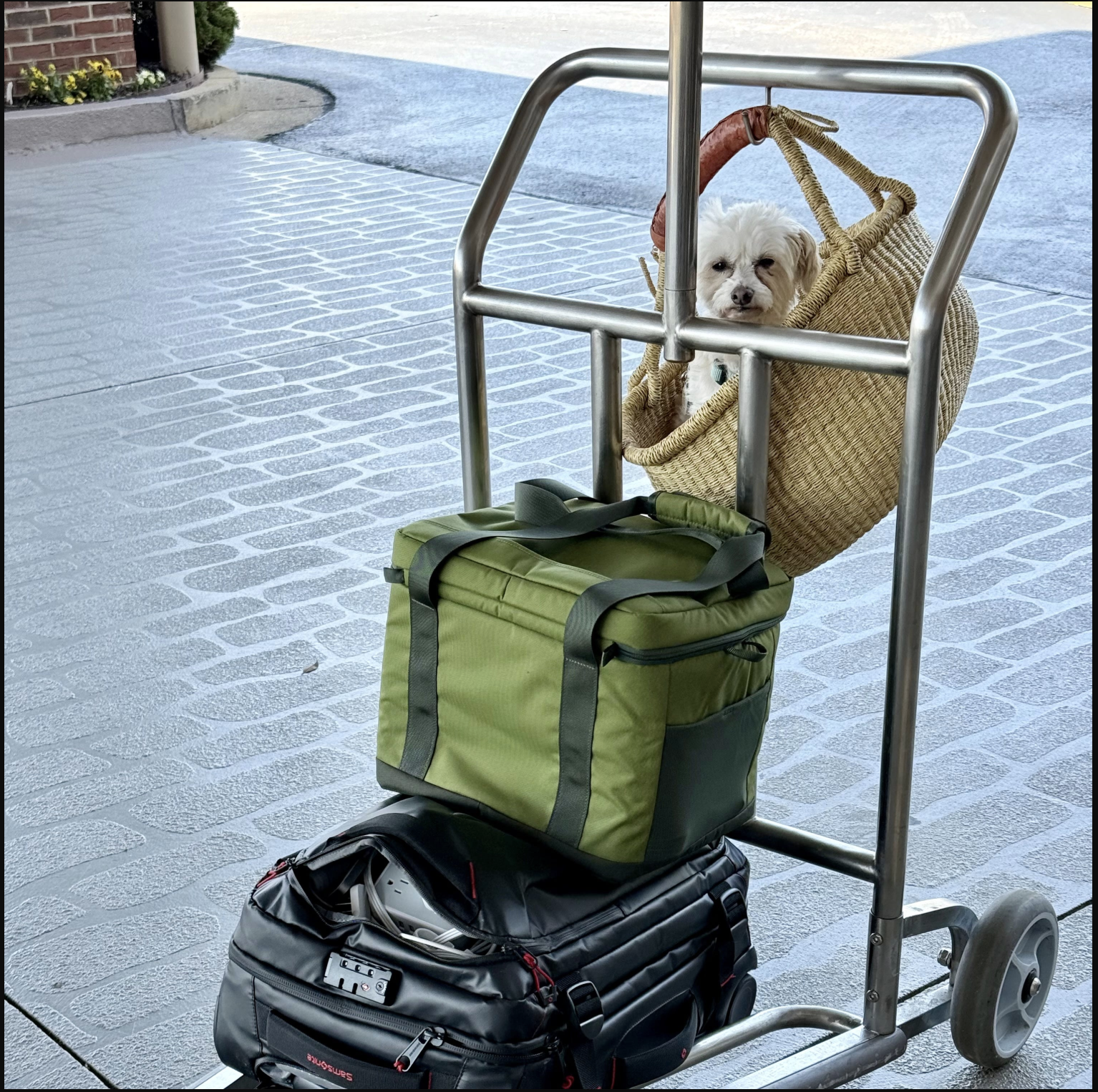 On the Road with a Small Dog