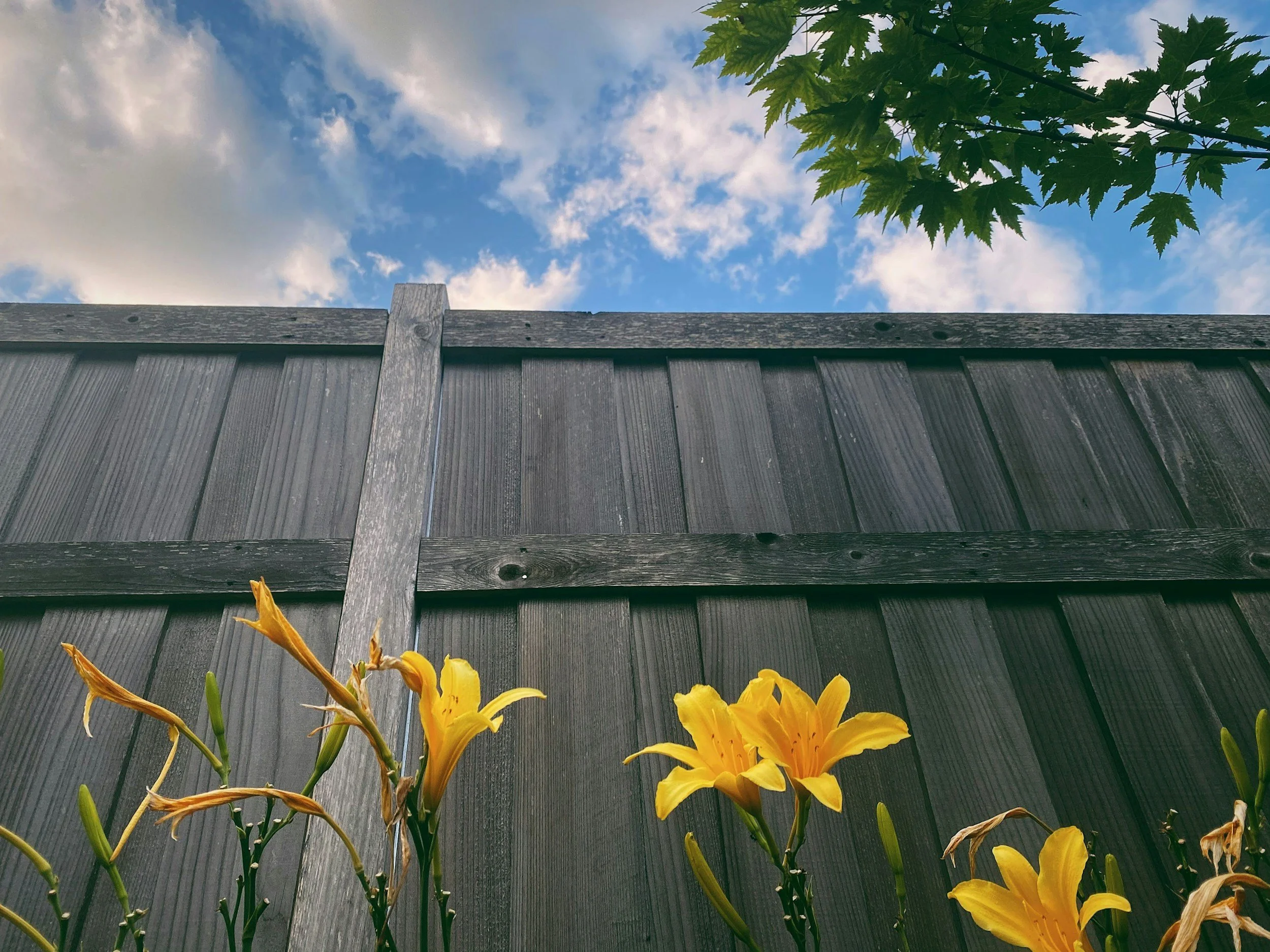 Yellow flowers with tall green stems and large petals in the foreground, a dark wooden fence in the middle, and a sky with clouds and some green tree leaves at the top.