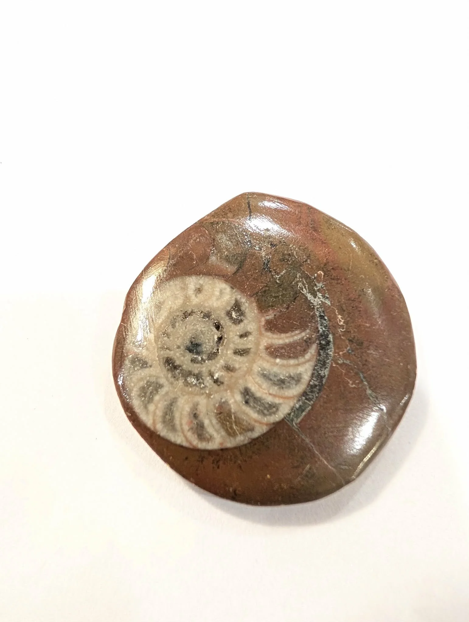 Polished Ammonite Fossil Stone