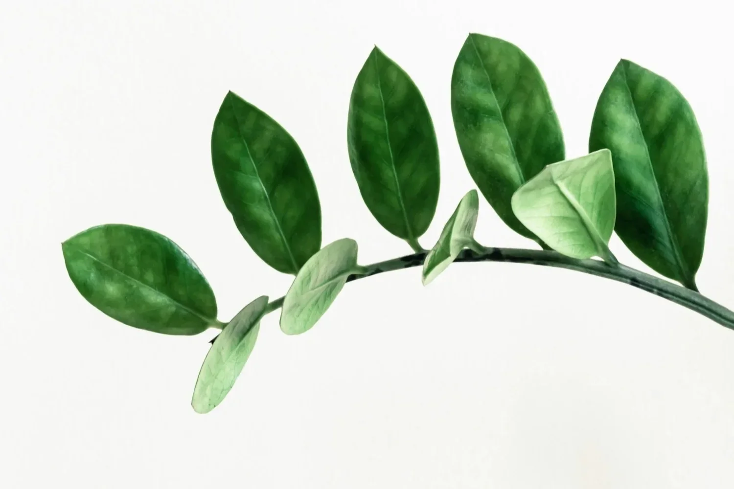 A branch with green leaves against a white background.