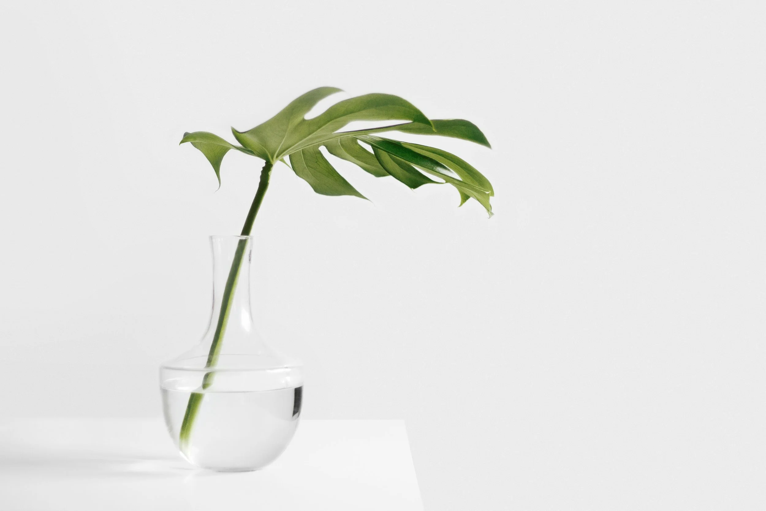 A green monstera leaf in a clear glass vase filled with water, set against a white background.
